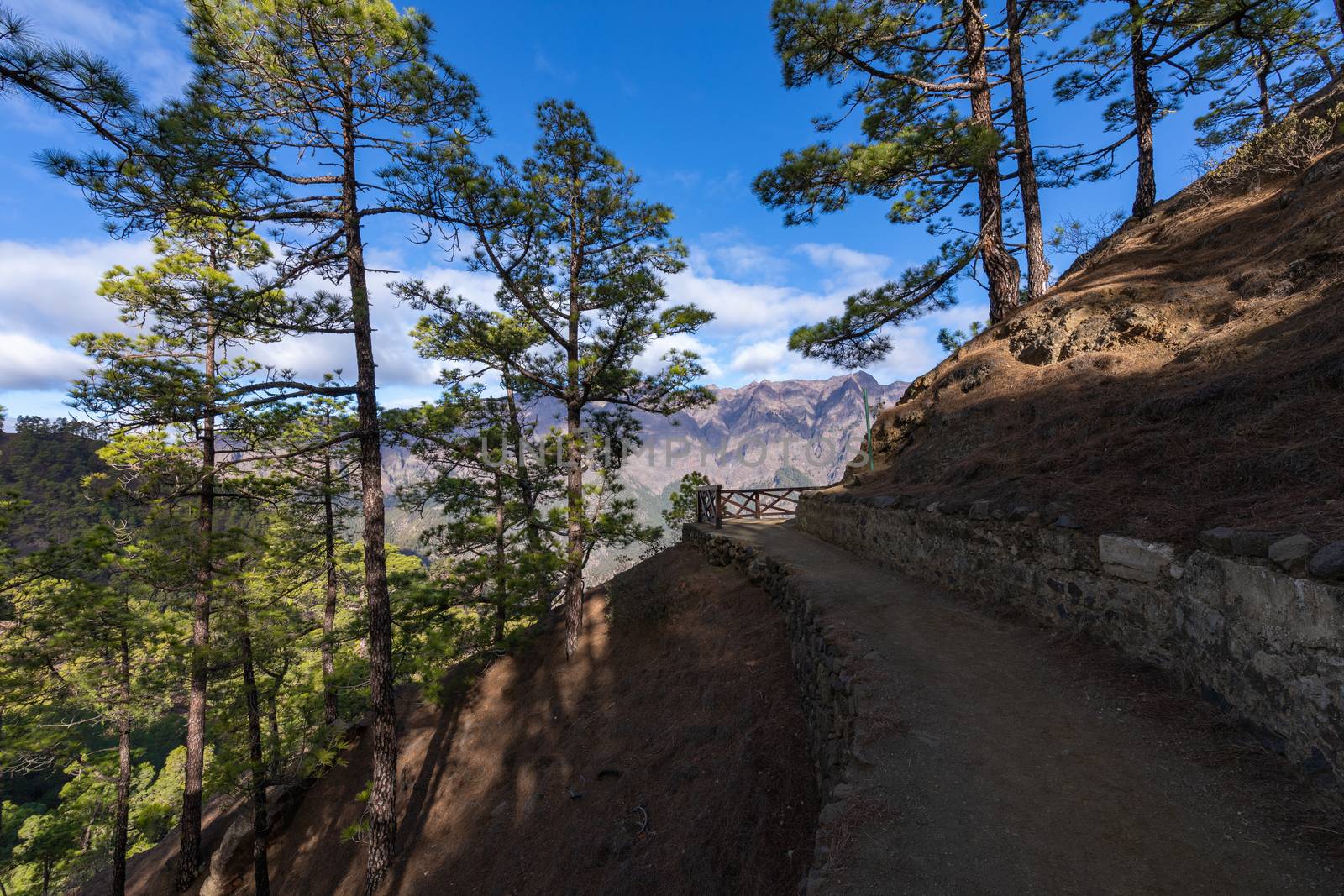 Pine forest at Caldera de Taburiente National Park. Viewpoint La by mariusz_prusaczyk