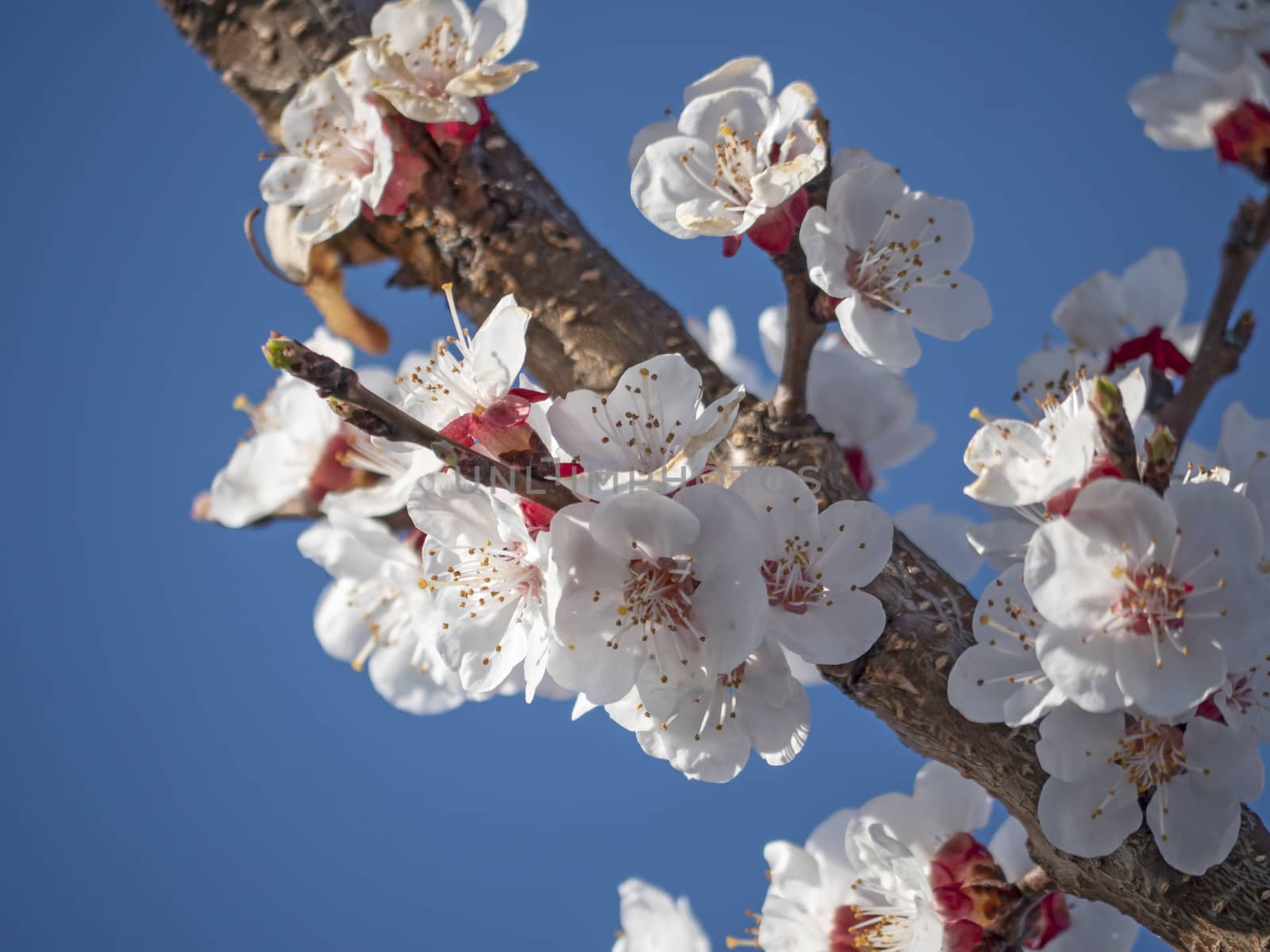 beautify spring flowers on tree by alex_nako