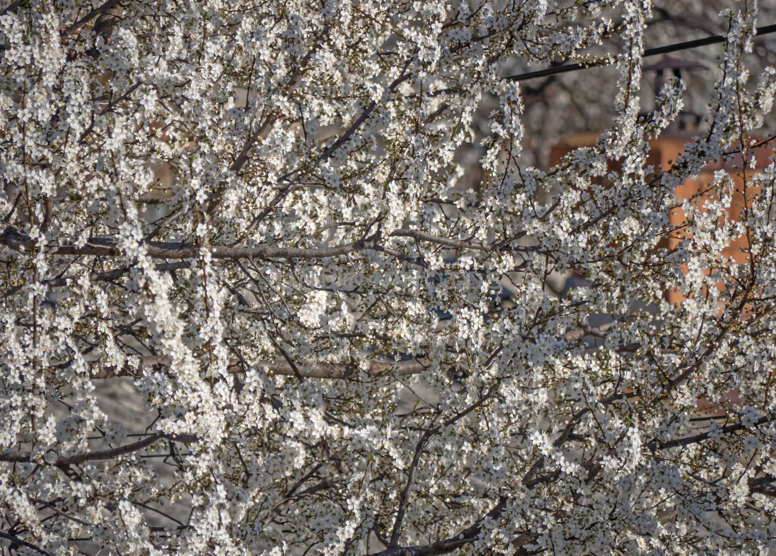 beautify spring flowers on tree close up