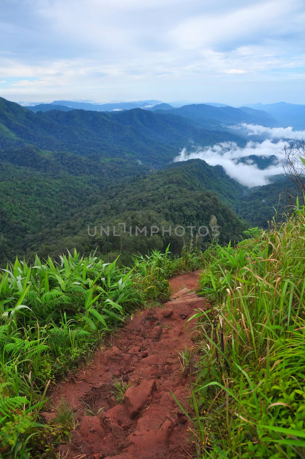 Downhill path With green trees growing on both sides, Phu Soi Dao national park, Thailand