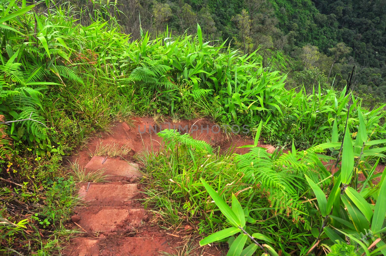 Downhill path With green trees growing on both sides, Phu Soi Dao national park, Thailand