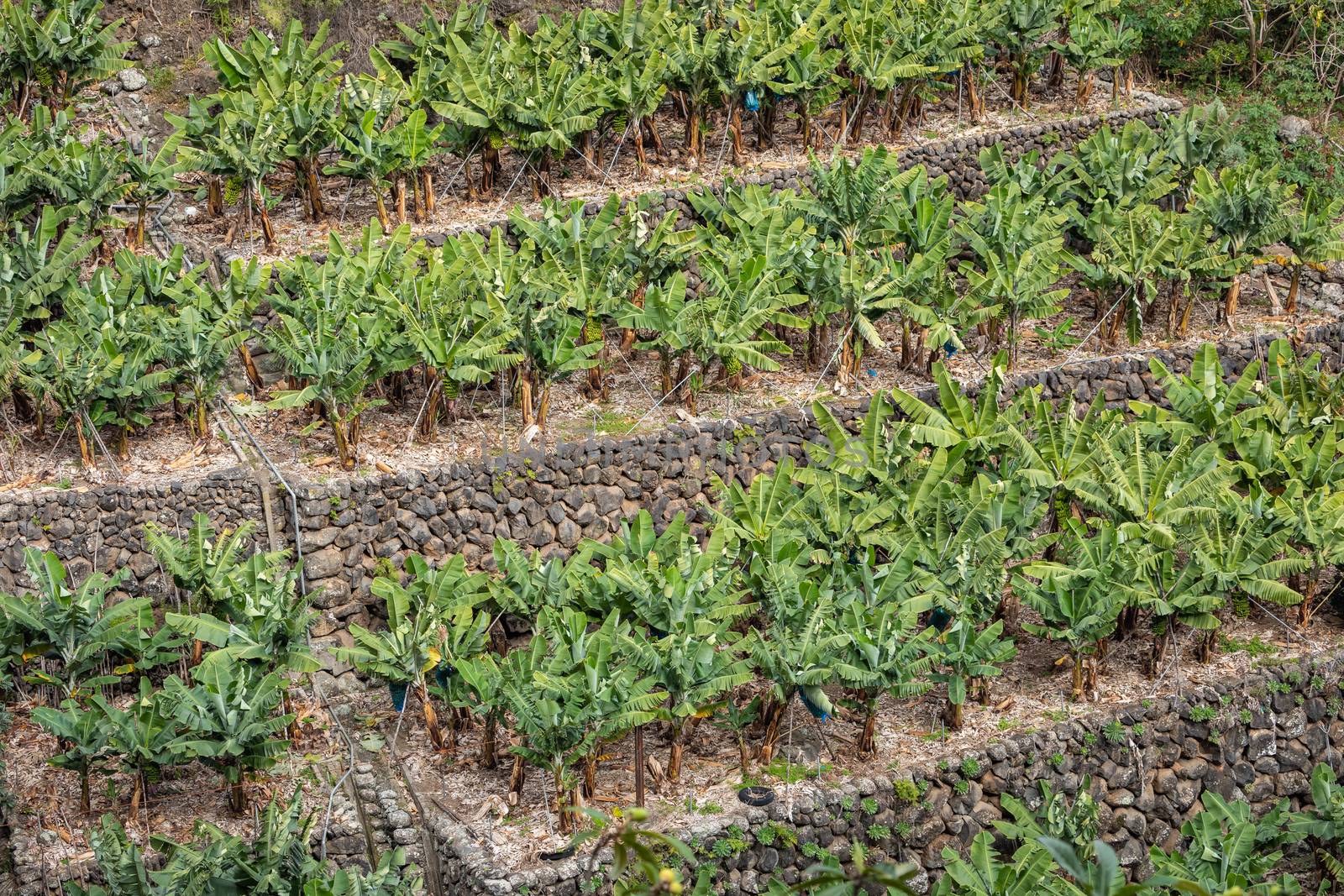 Banana Plantation Field in La Palma, Canary Island, Spain.