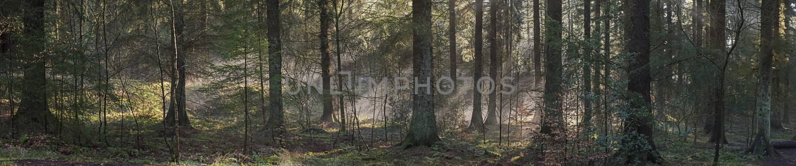 Abstract atmospheric panoramic landscape scene through trees in dense forest woodland with sunlight and mist fog