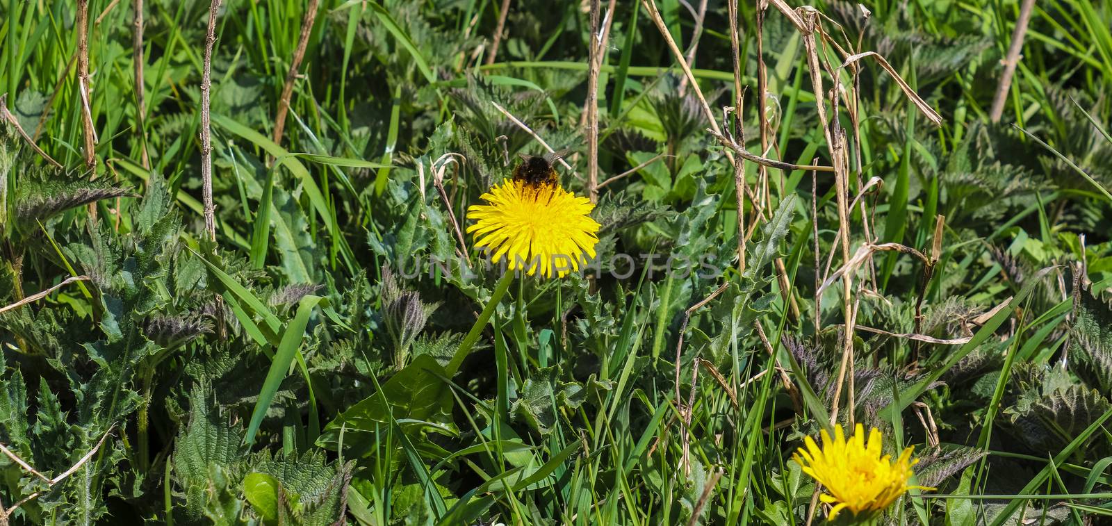 Insects and Bumblebees on yellow dandelion flowers during springtime