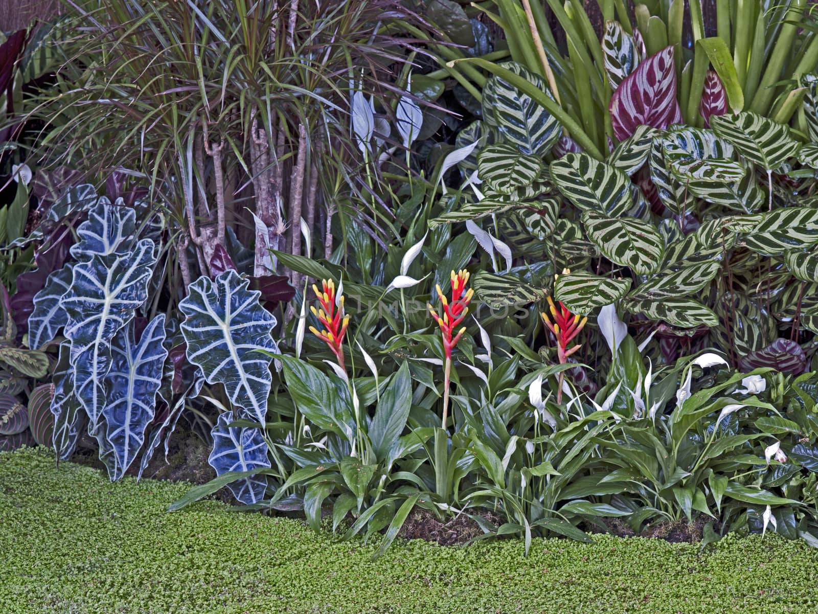 A colourful exotic tropicsl garden display of plants and flowers incliding selction of Ctenanthe amabilis