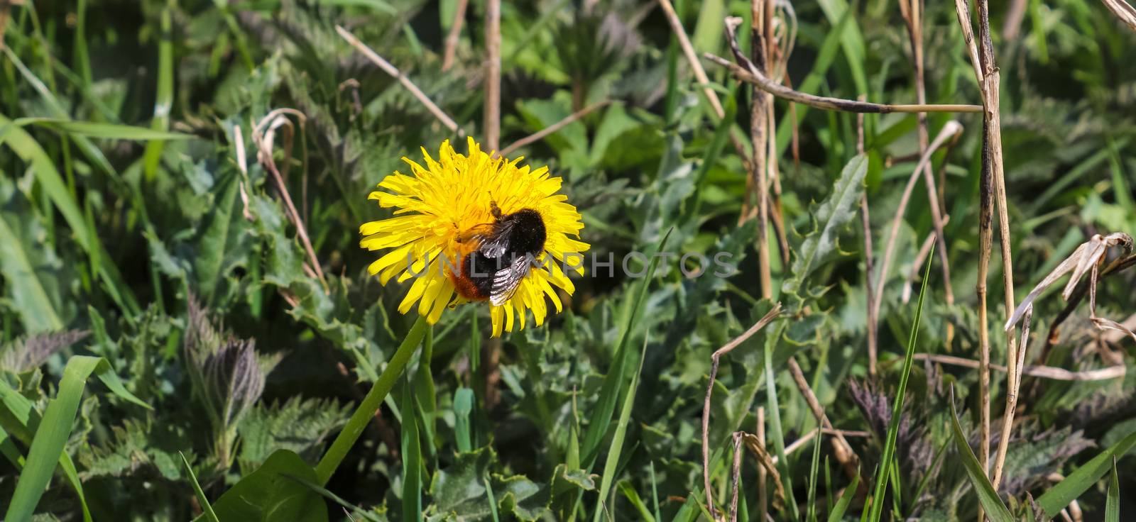 Insects and Bumblebees on yellow dandelion flowers during spring by MP_foto71