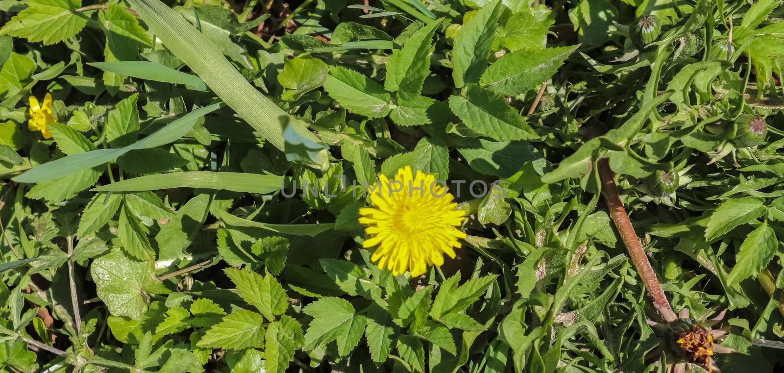 Floral field. Close up view at a dandelion flowers on a green meadow during springtime.