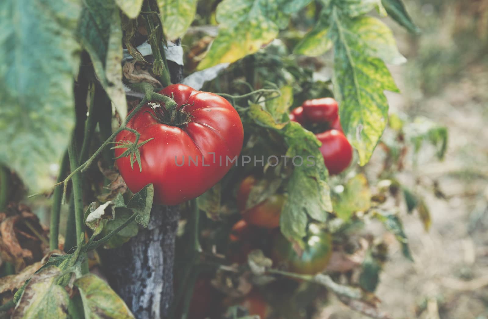 Homegrown Red Fresh Tomato In A Garden. Red organic tomato plant and fruit in the summer light. Bio garden with tomatoes. Homemade tomatoes grown in the garden.