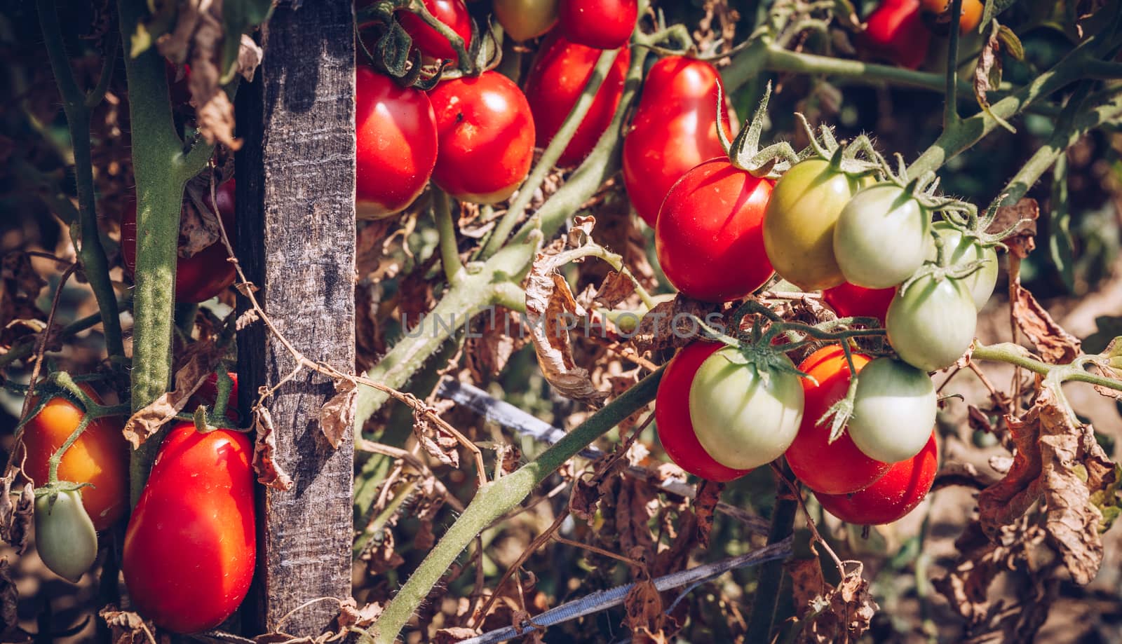 Red and green tomatoes grow on twigs summer. Ripe natural tomatoes growing on a branch in a greenhouse. Ripe garden organic tomatoes ready for picking.