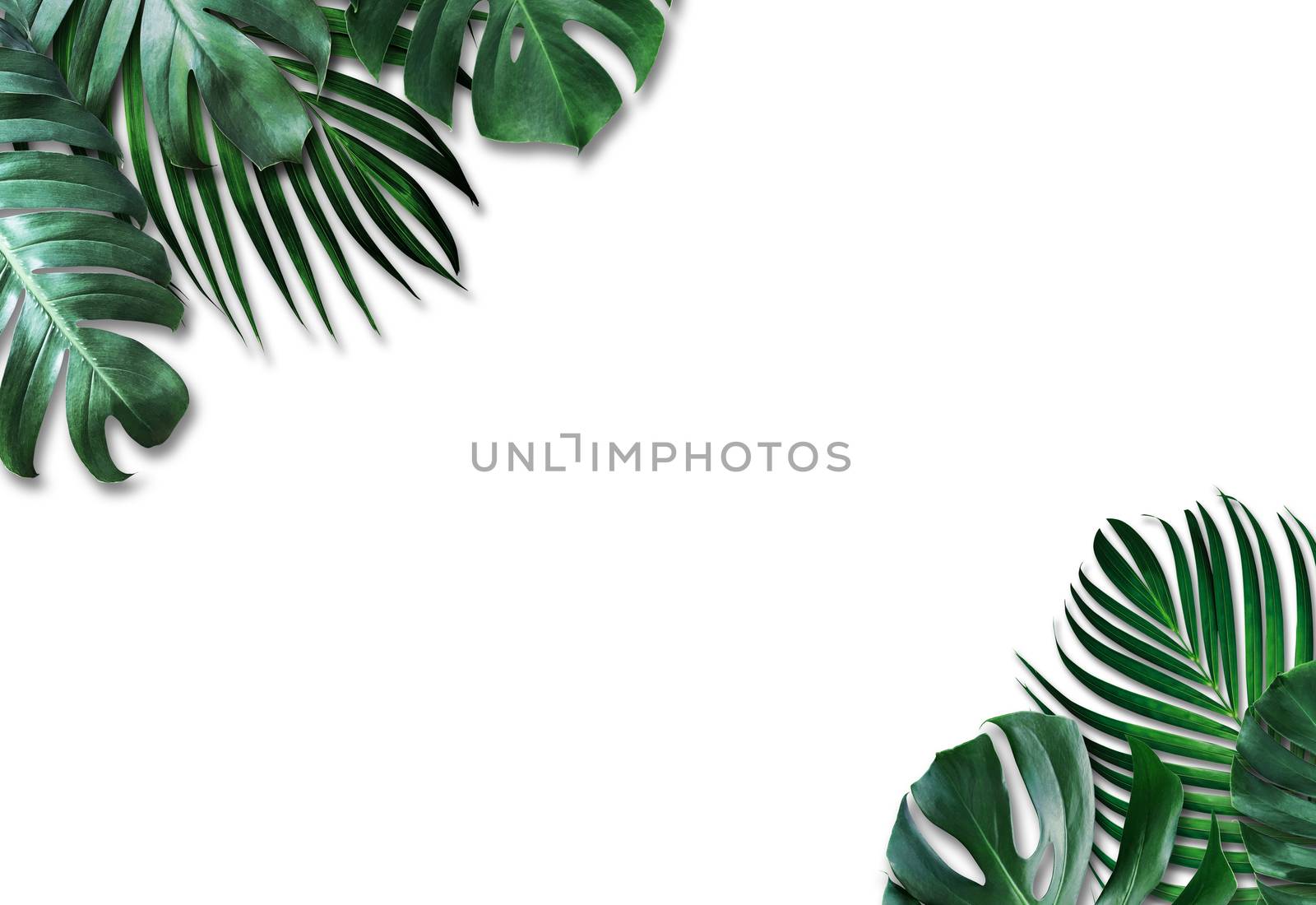 Tropical leaves on white background by Myimagine