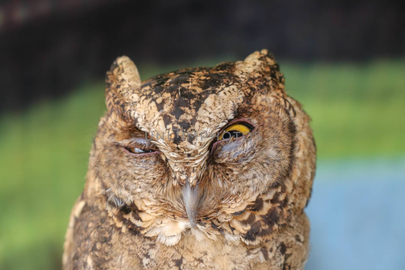 A young little Long-Eared owl sitting on a branch looking at the camera. Cute Asio Otus. A closeup of a Young owl standing on a tree branch under the sunlight with a blurry background.