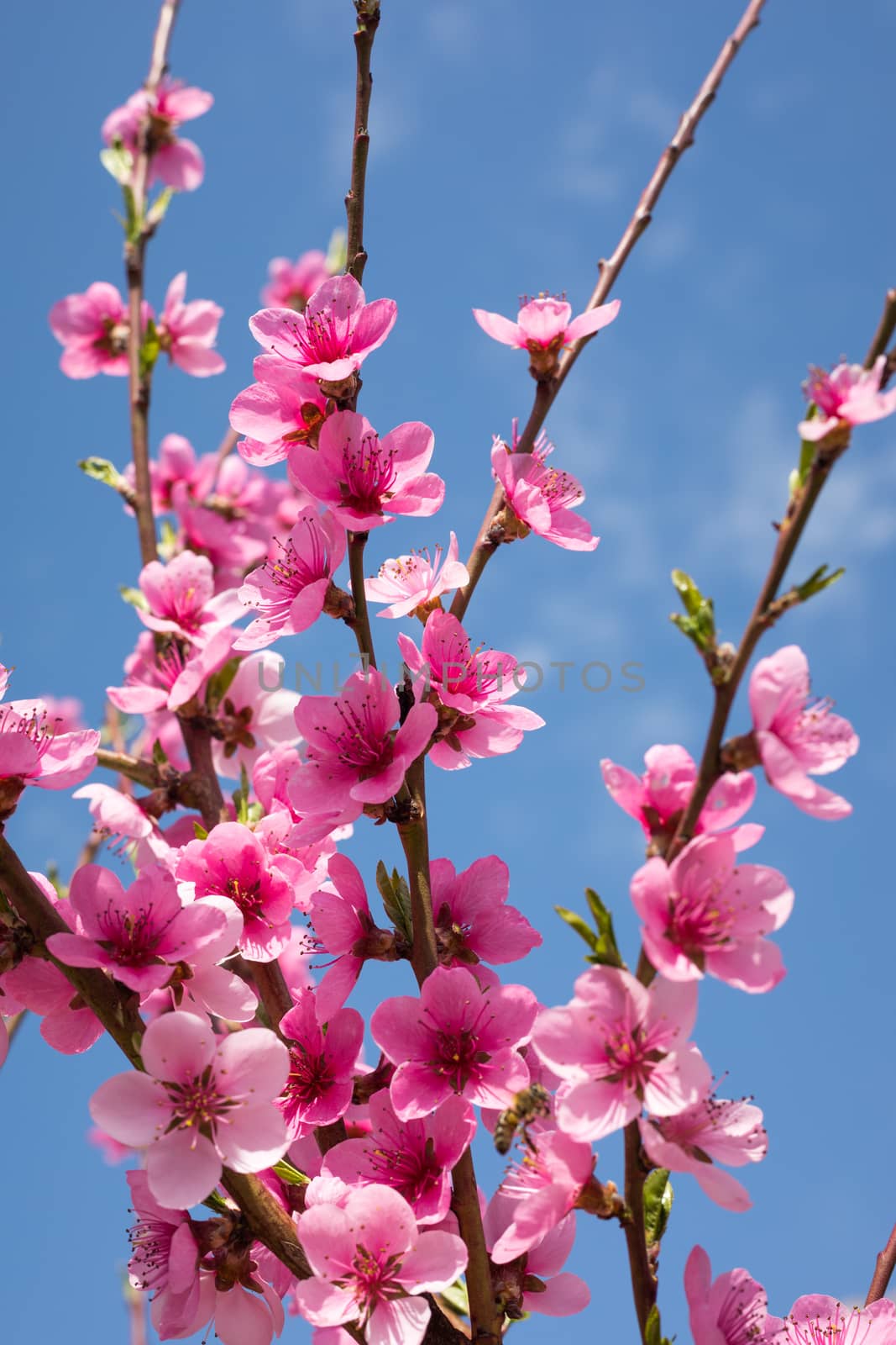 Spring border background with blossom, close-up. Abstract floral by DaLiu