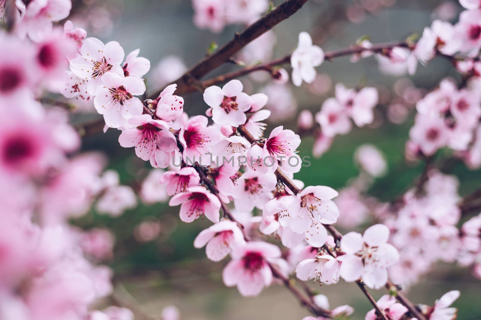 Spring blossom background. Beautiful nature scene with blooming tree and sun flare. Sunny day. Spring flowers. Beautiful Orchard. Abstract blurred background. Springtime