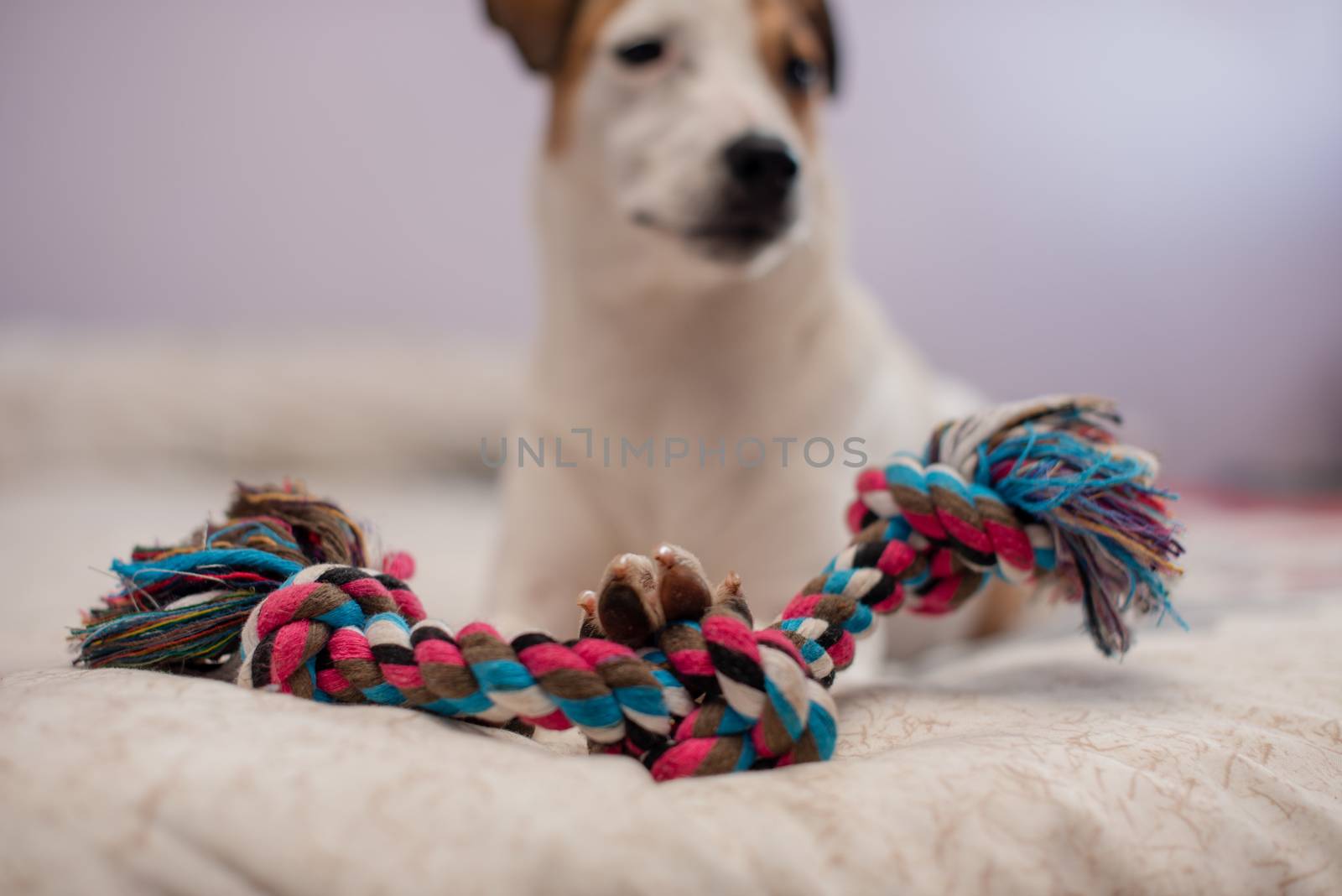 Close up shot of dogs paw on rope toy by rushay