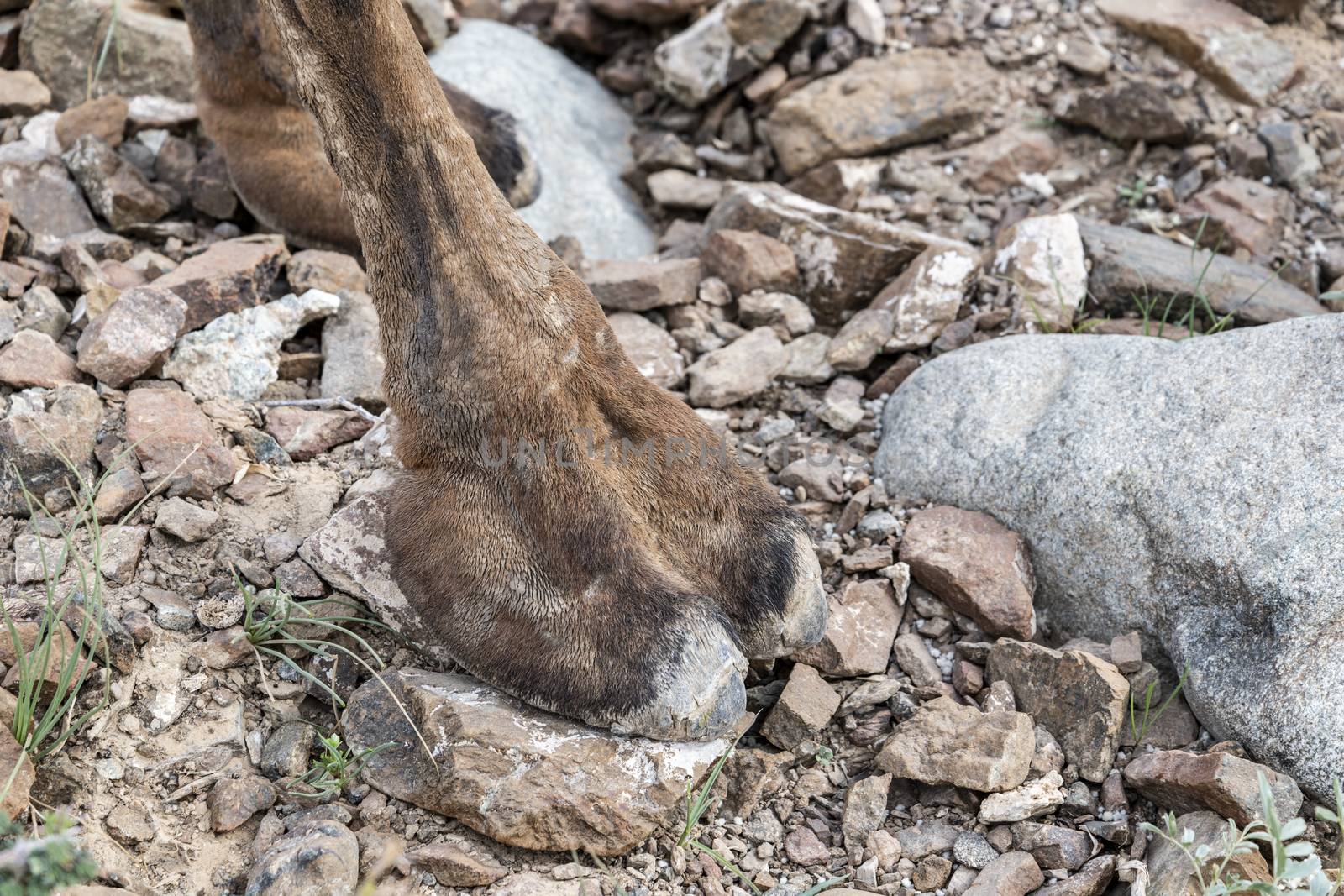 The large, wide feet of Camels are divided in half, and the halves are joined underneath by webbing. Each foot spreads and flattens as the camel puts his weight on it. The pads of a camel’s feet are covered with thick, protective soles.