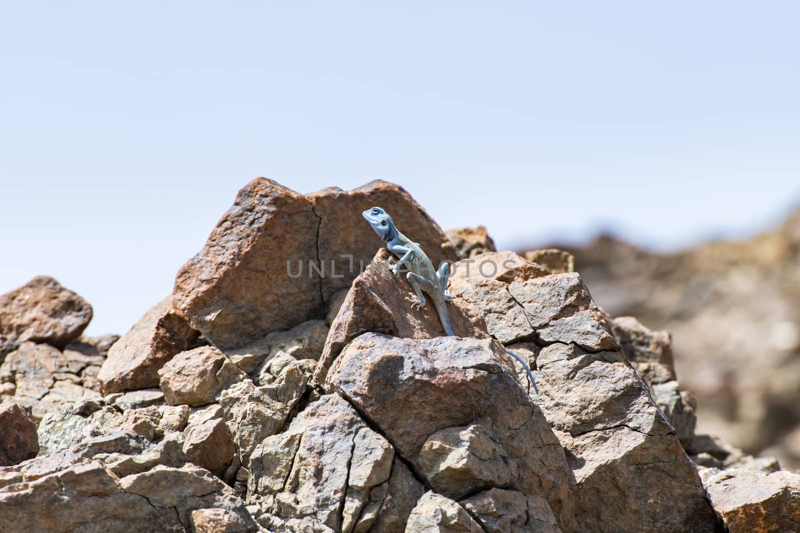 Male Sinai Agama (Pseudotrapelus sinaitus) with his sky-blue col by GABIS