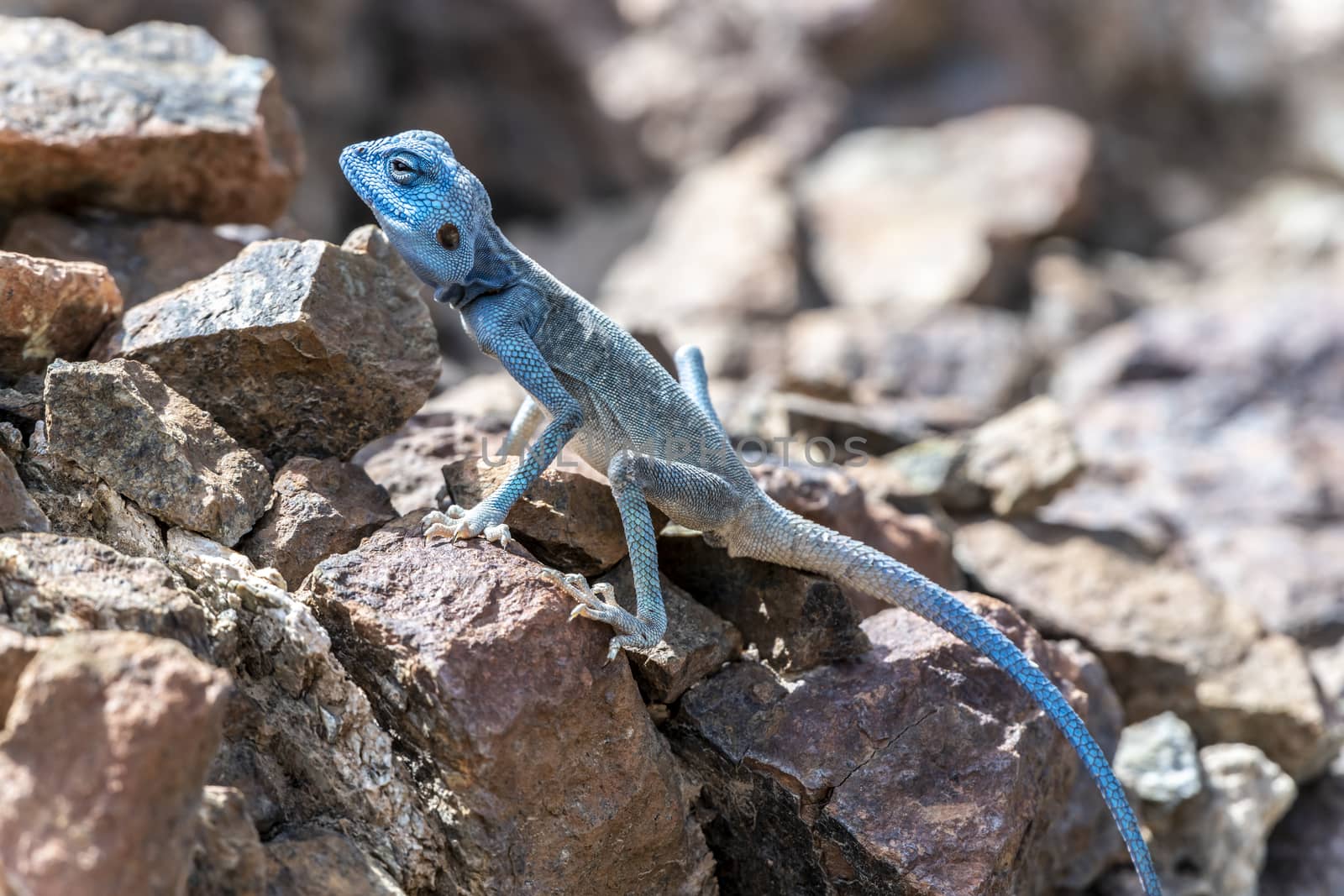 Male Sinai Agama (Pseudotrapelus sinaitus) with his sky-blue coloration and in his rocky habitat, found in the Mountains of Ras Al Khaimah near Showka, United Arab Emirates (UAE), Middle East