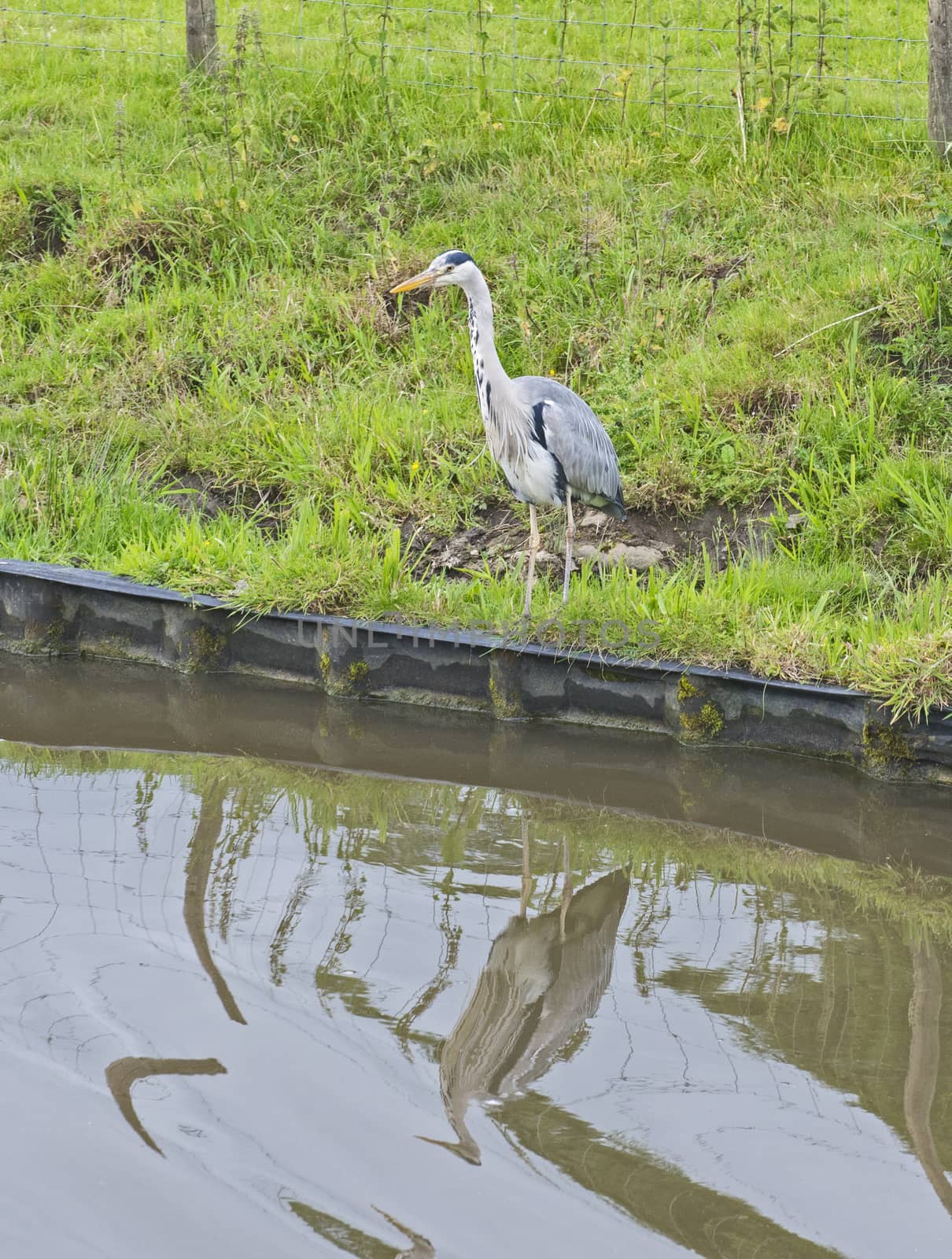 Grey heron ardea cinera stood on bank of canal in rural river scene
