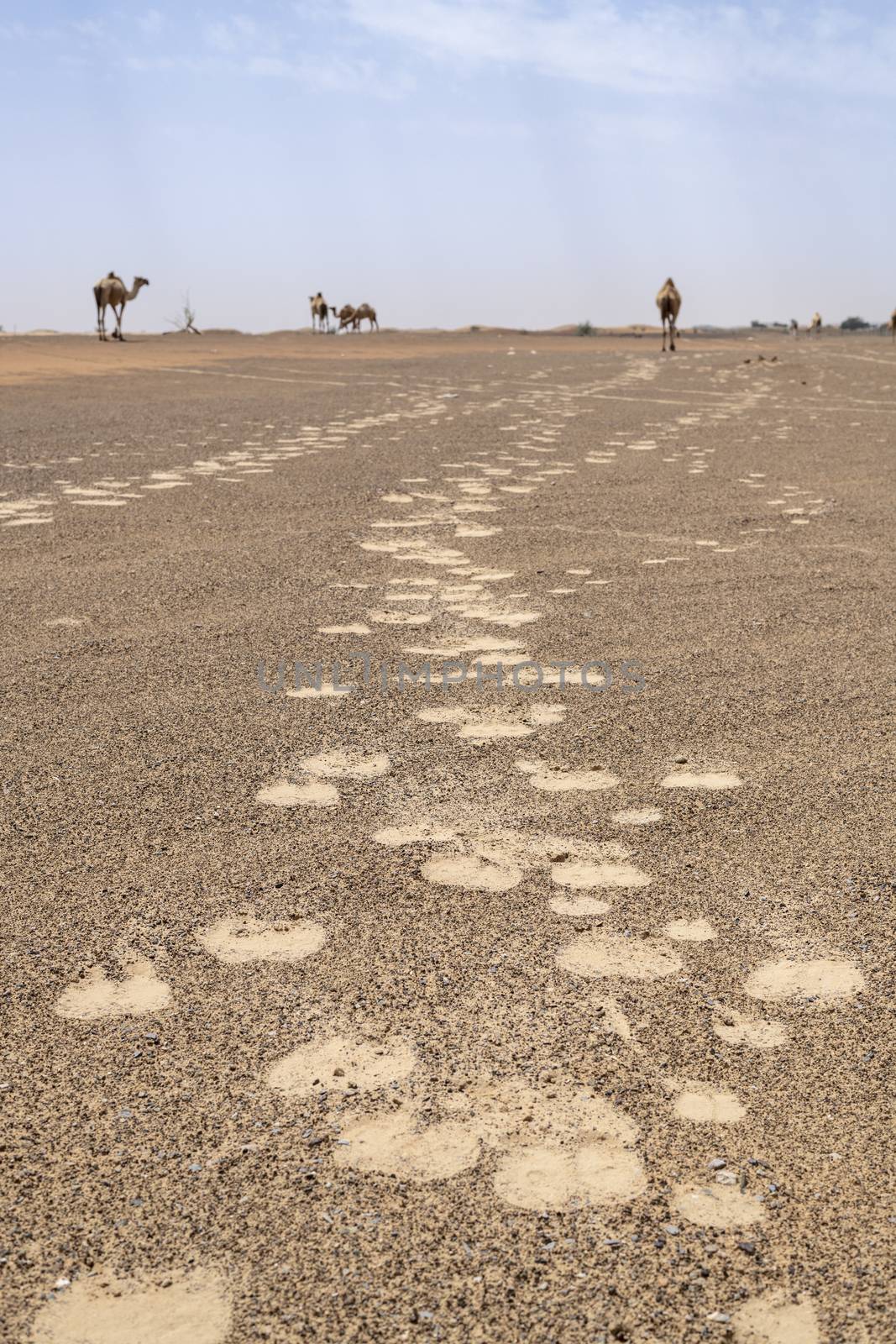 Camels footprint in the desert of red sand of the United Arab Emirates (UAE), Middle East