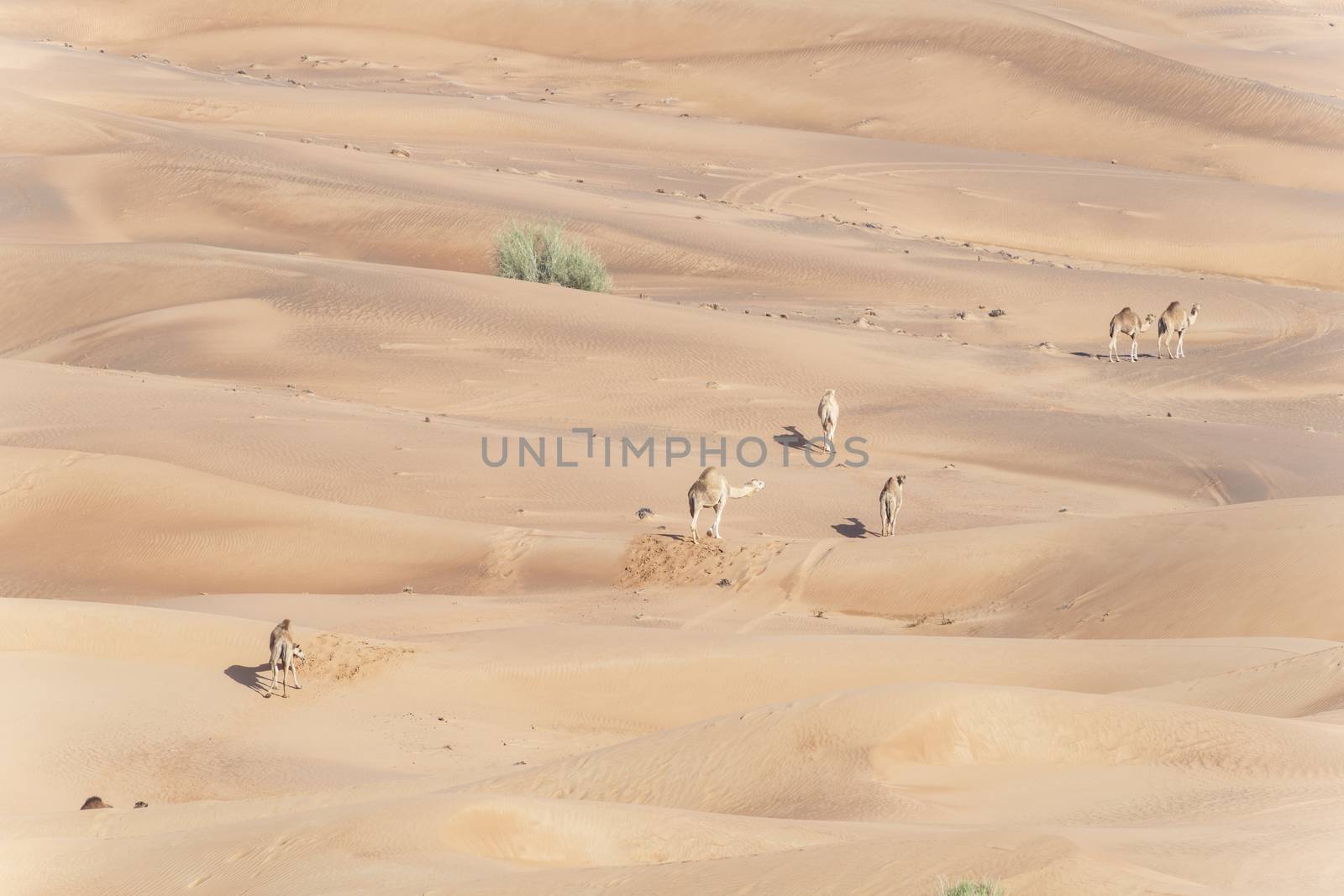 Camel caravan crossing red sand dunes, Desert of UAE by GABIS