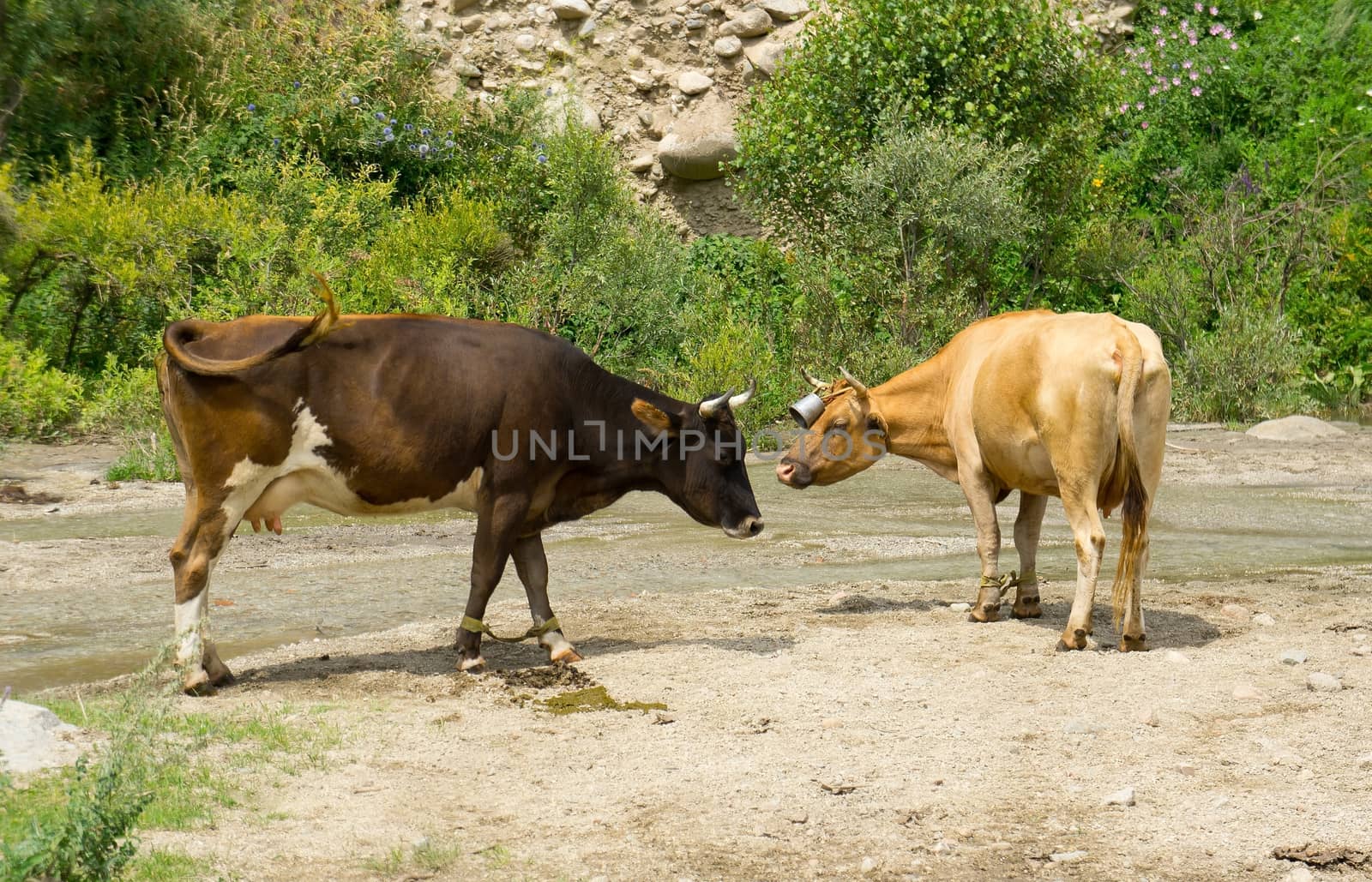 Two brown dairy cows near mountains river.