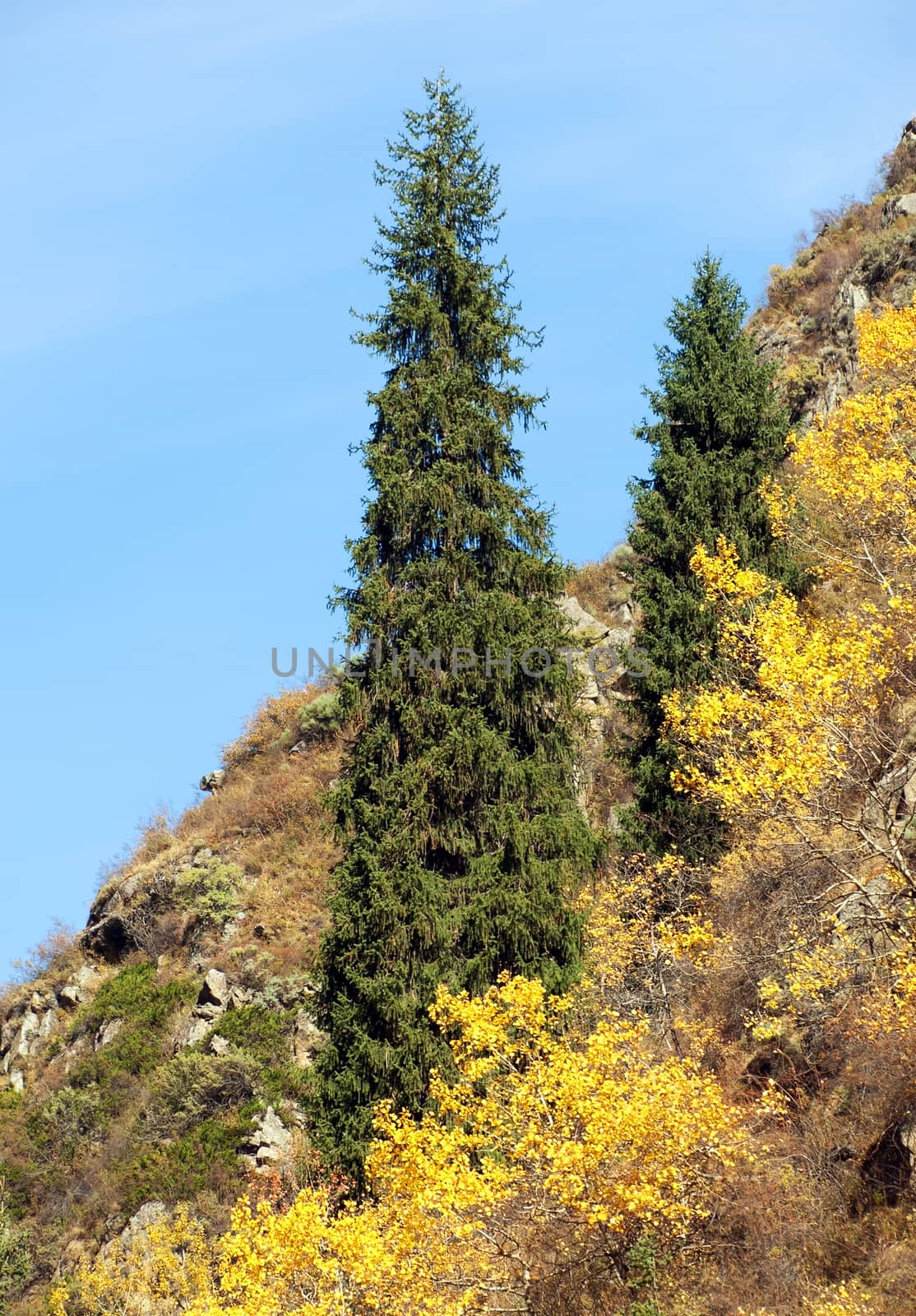 Autumn in alps mountains with fir trees and blue sky