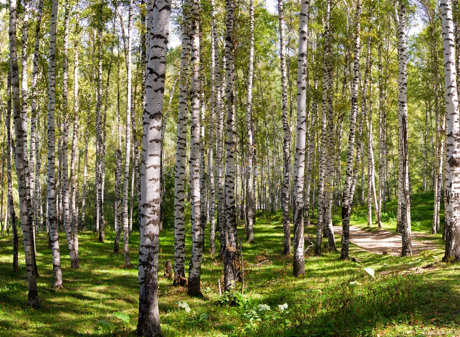 Large Birch and Aspens Trees Forest in summer.