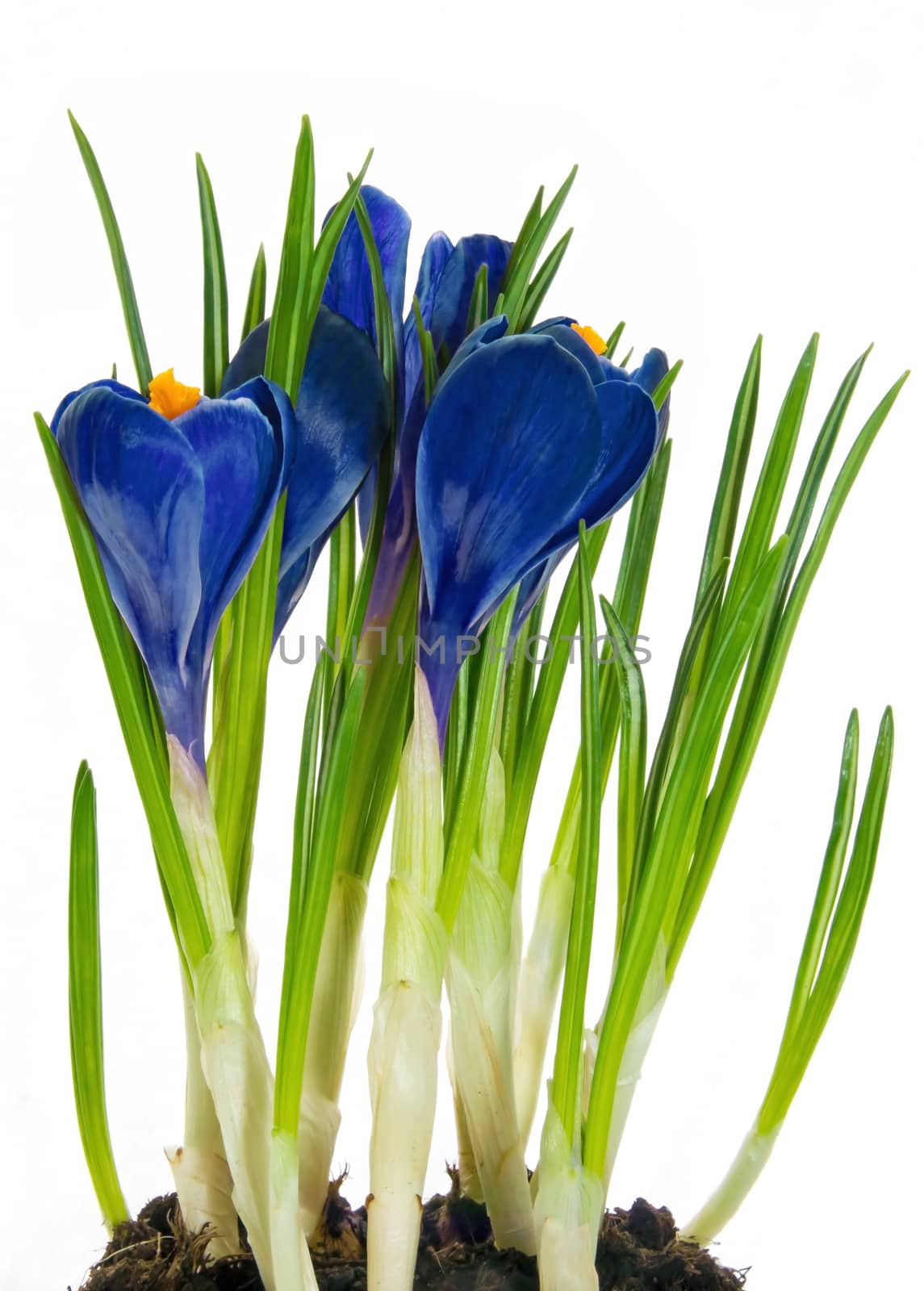 Blue crocus flower in the spring isolated on white background.