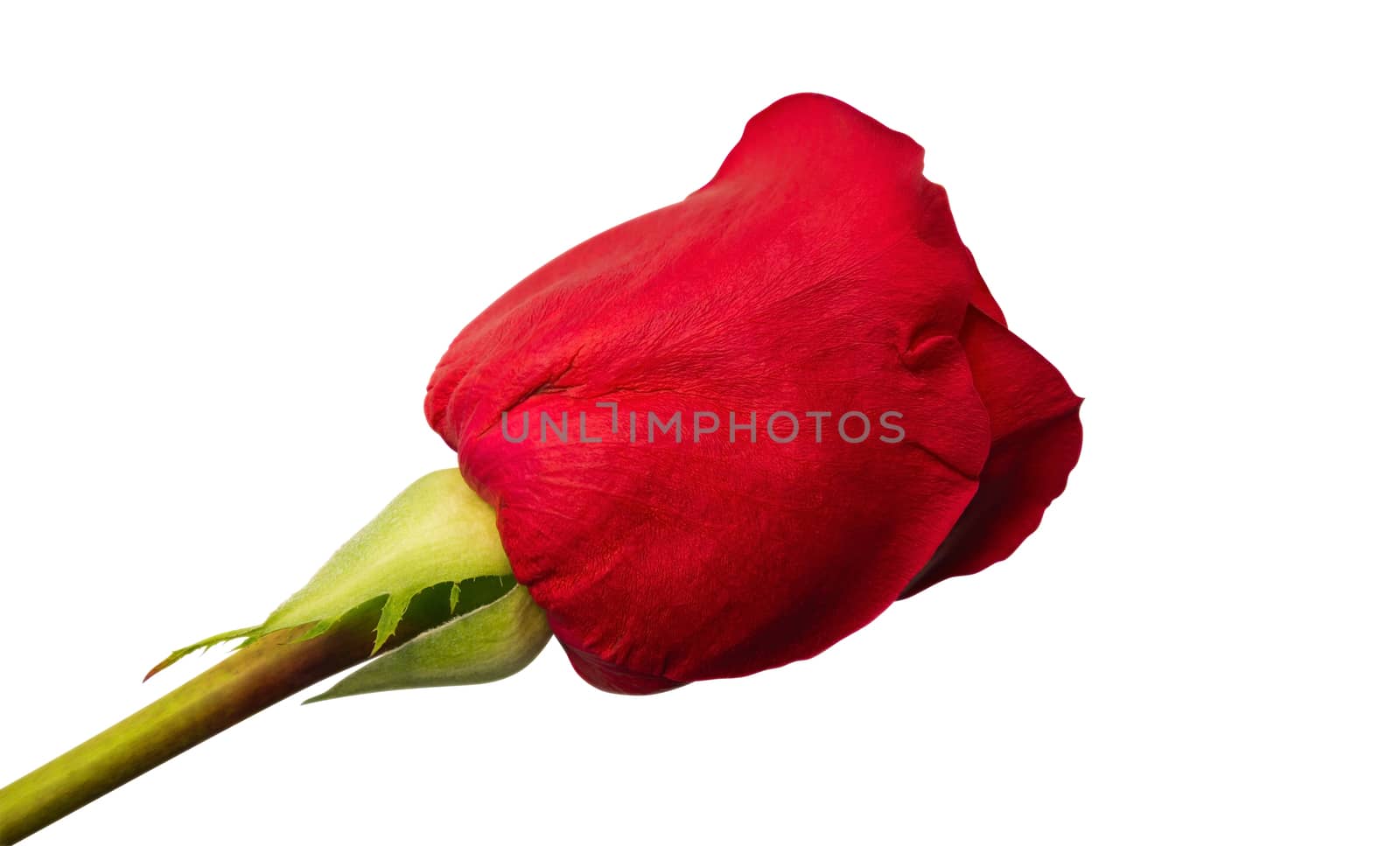 Beautiful red rose isolated on white background. Clipping path included. 