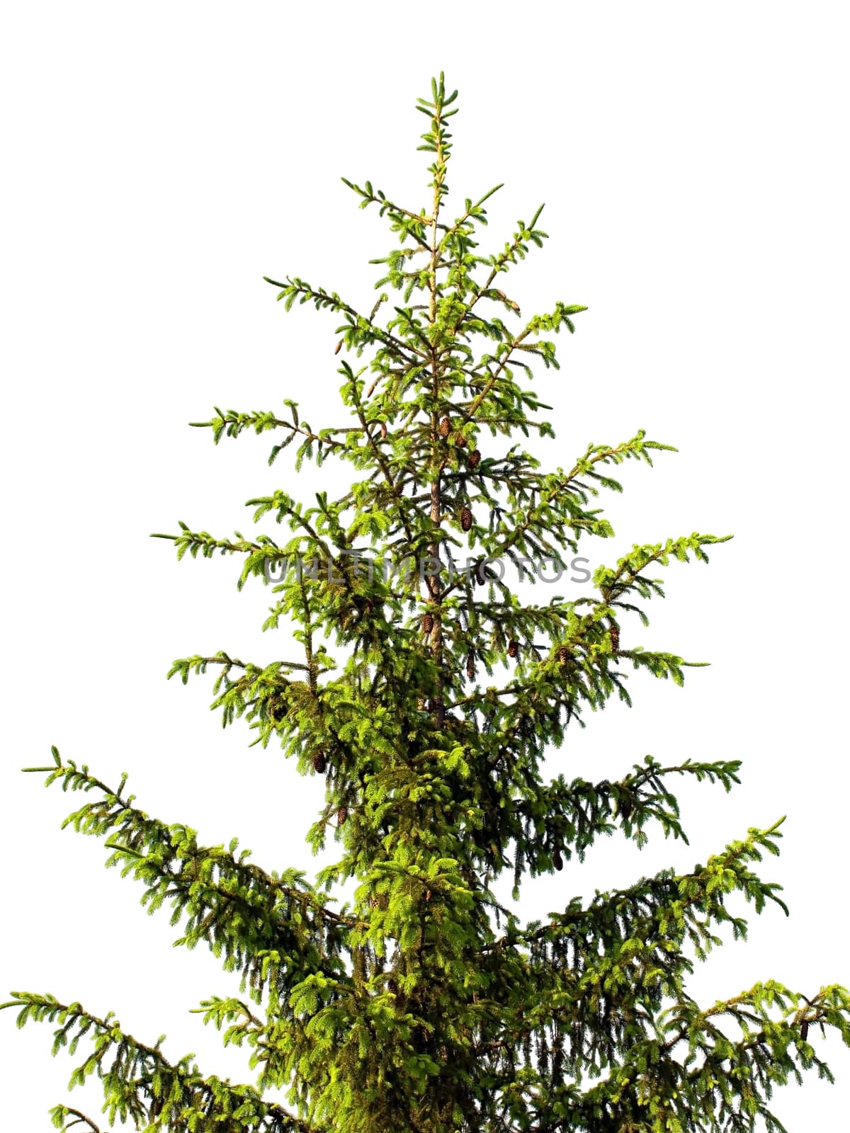 The Bare Christmas tree ready to decorate isolated on white background.