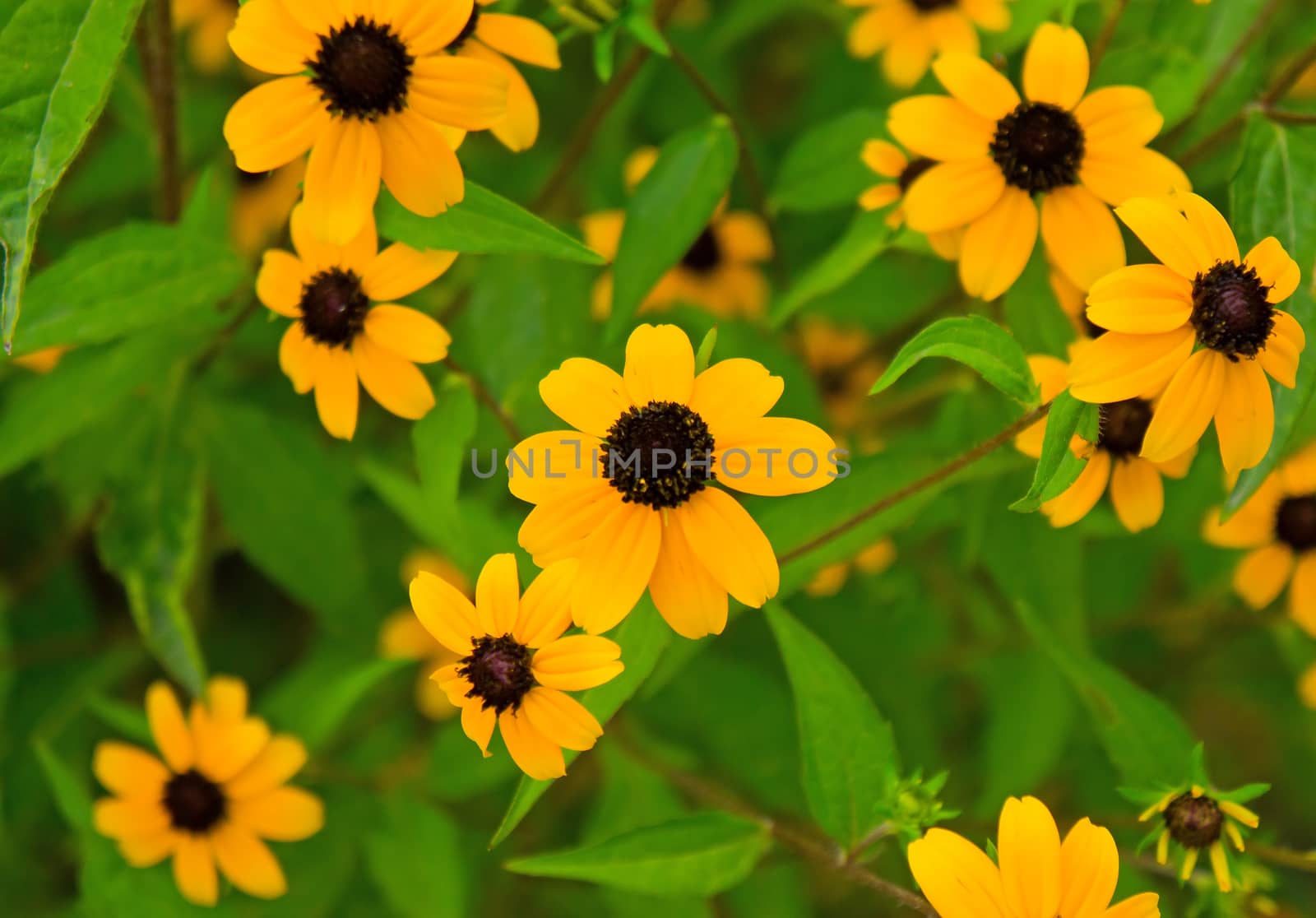 Bright yellow flowers background in summer season 