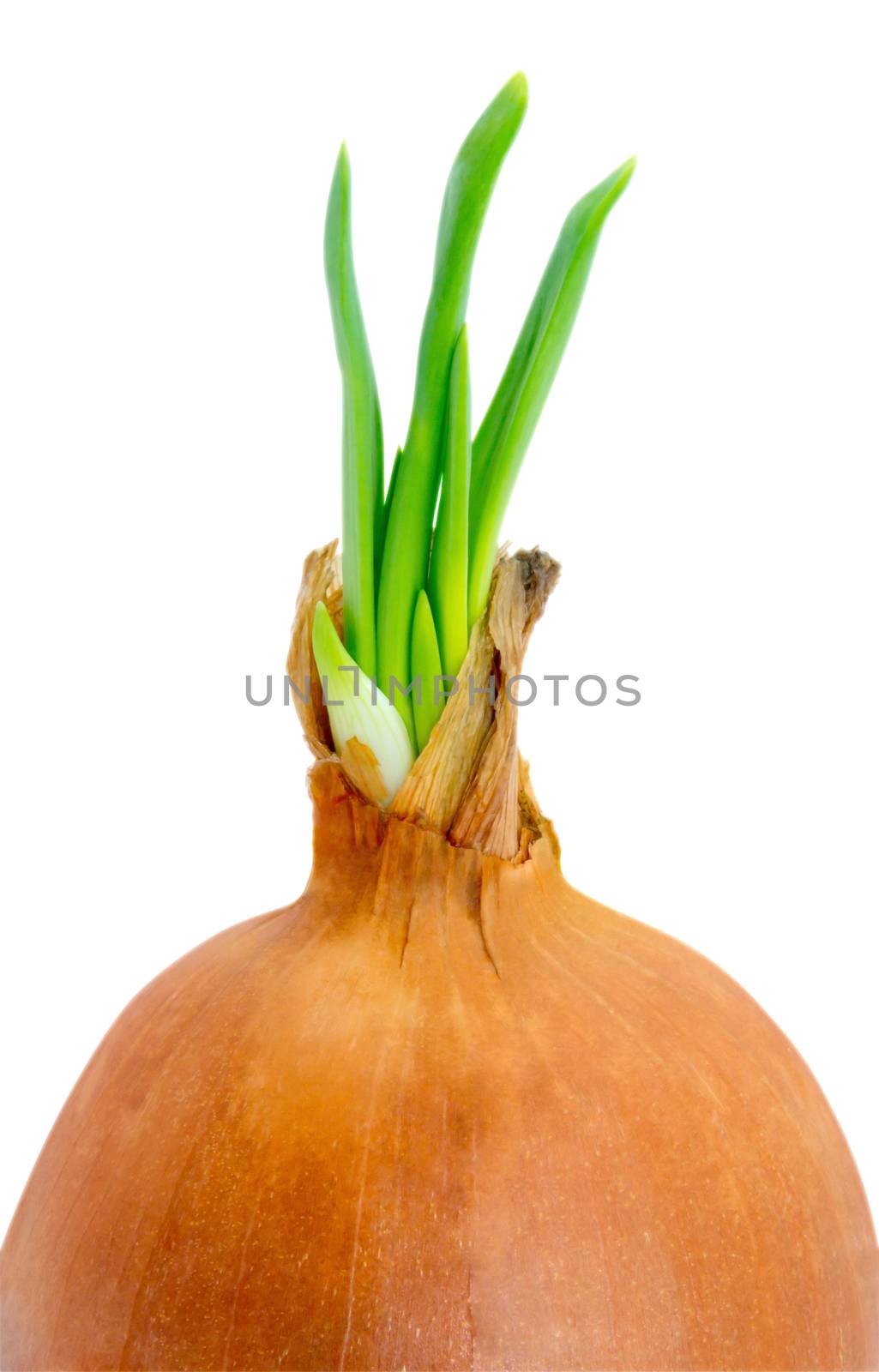 An onion sprouting and trying to grow isolated on white background. Clipping path.