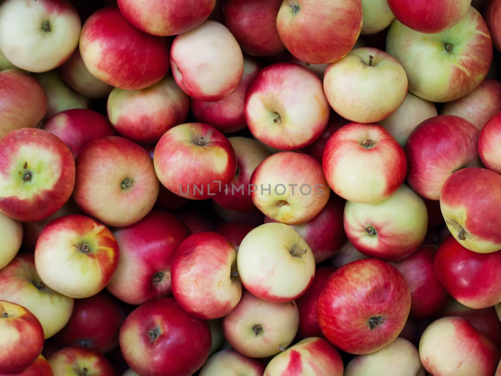 Apples red background by Venakr