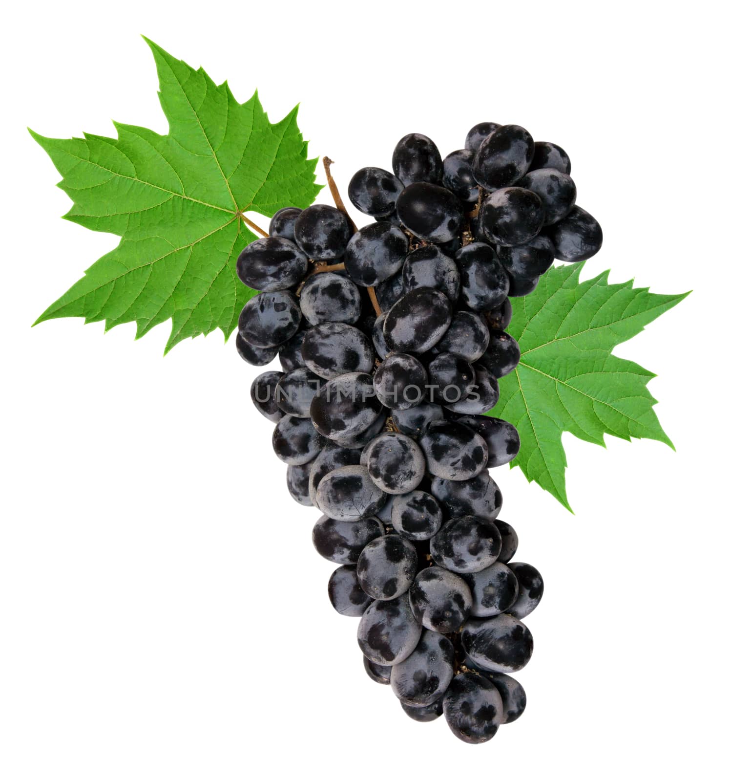 Fresh black grapes with leaves. Isolated on white.
