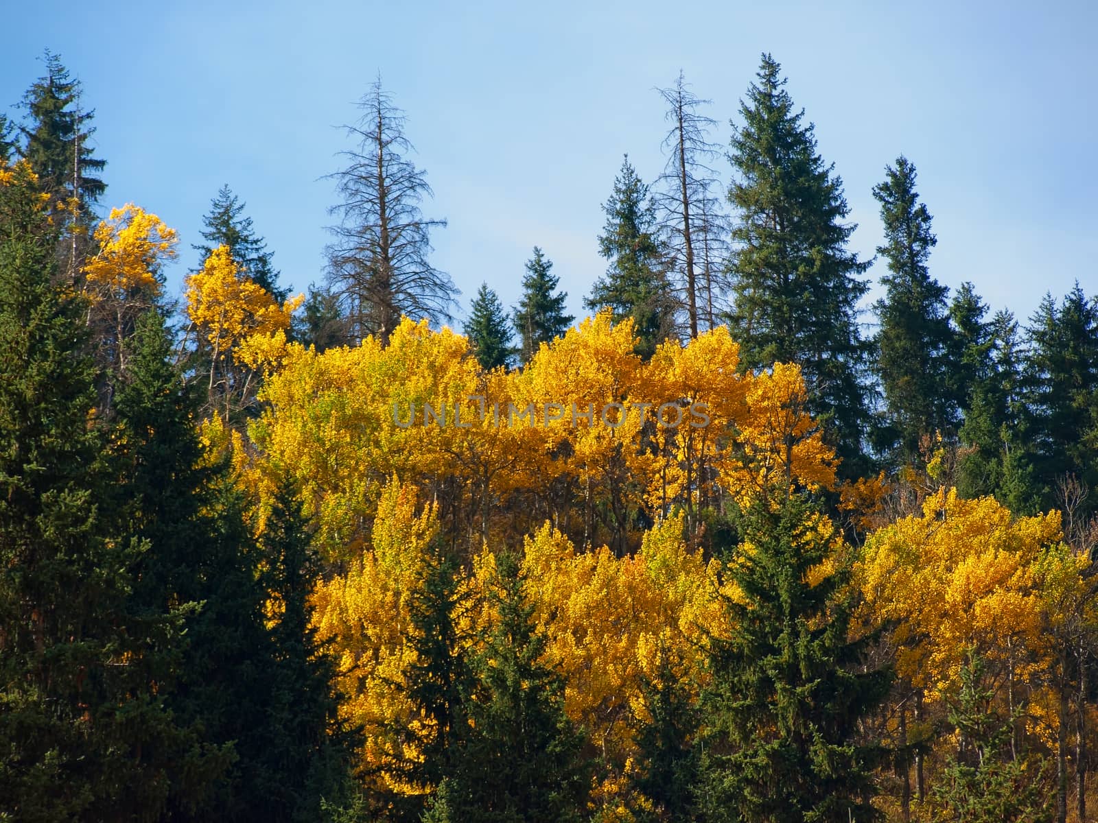 Landscape of yellow birches in the mountains alps