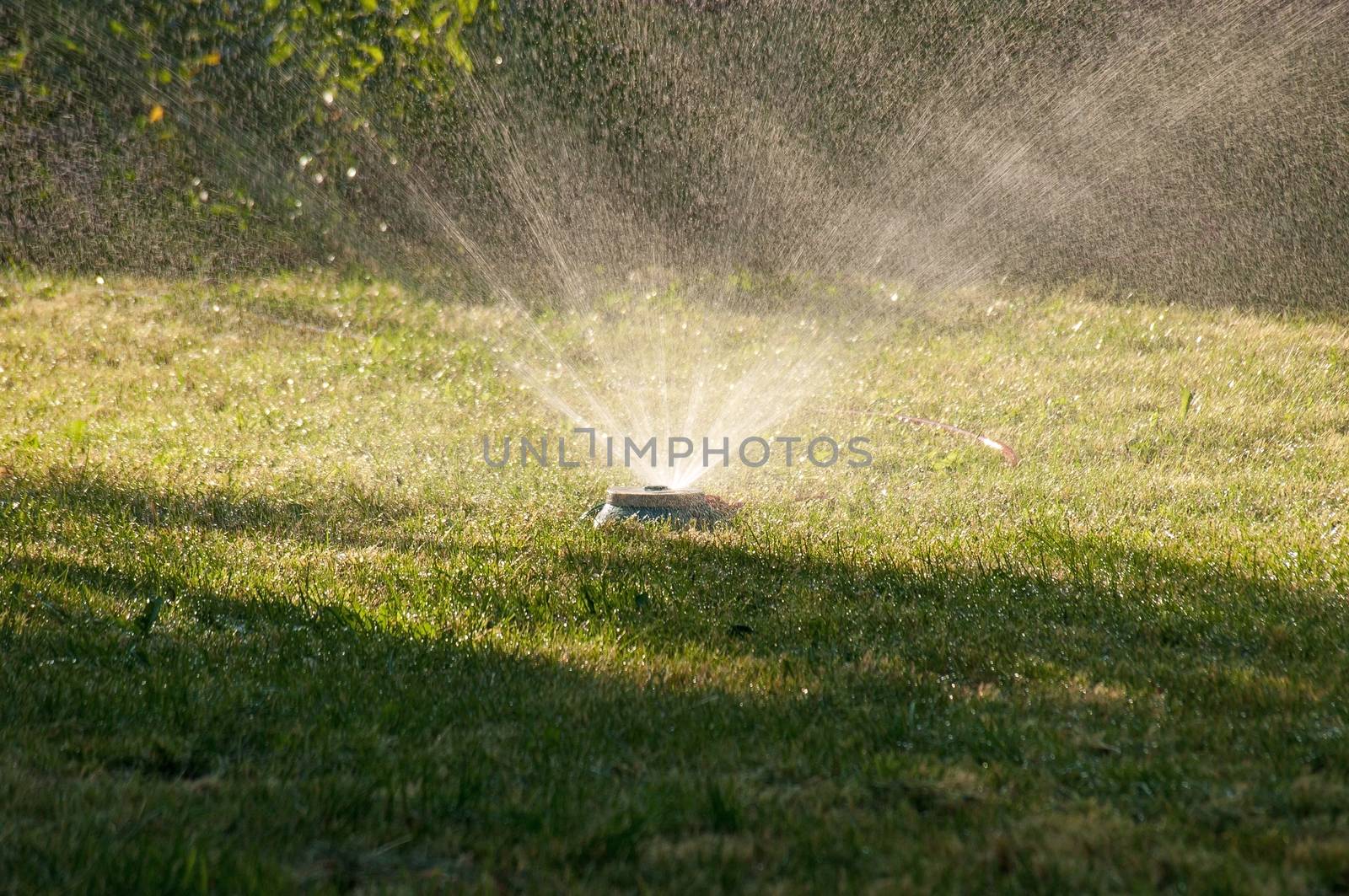 Sprinkler of automatic watering on a green grass.