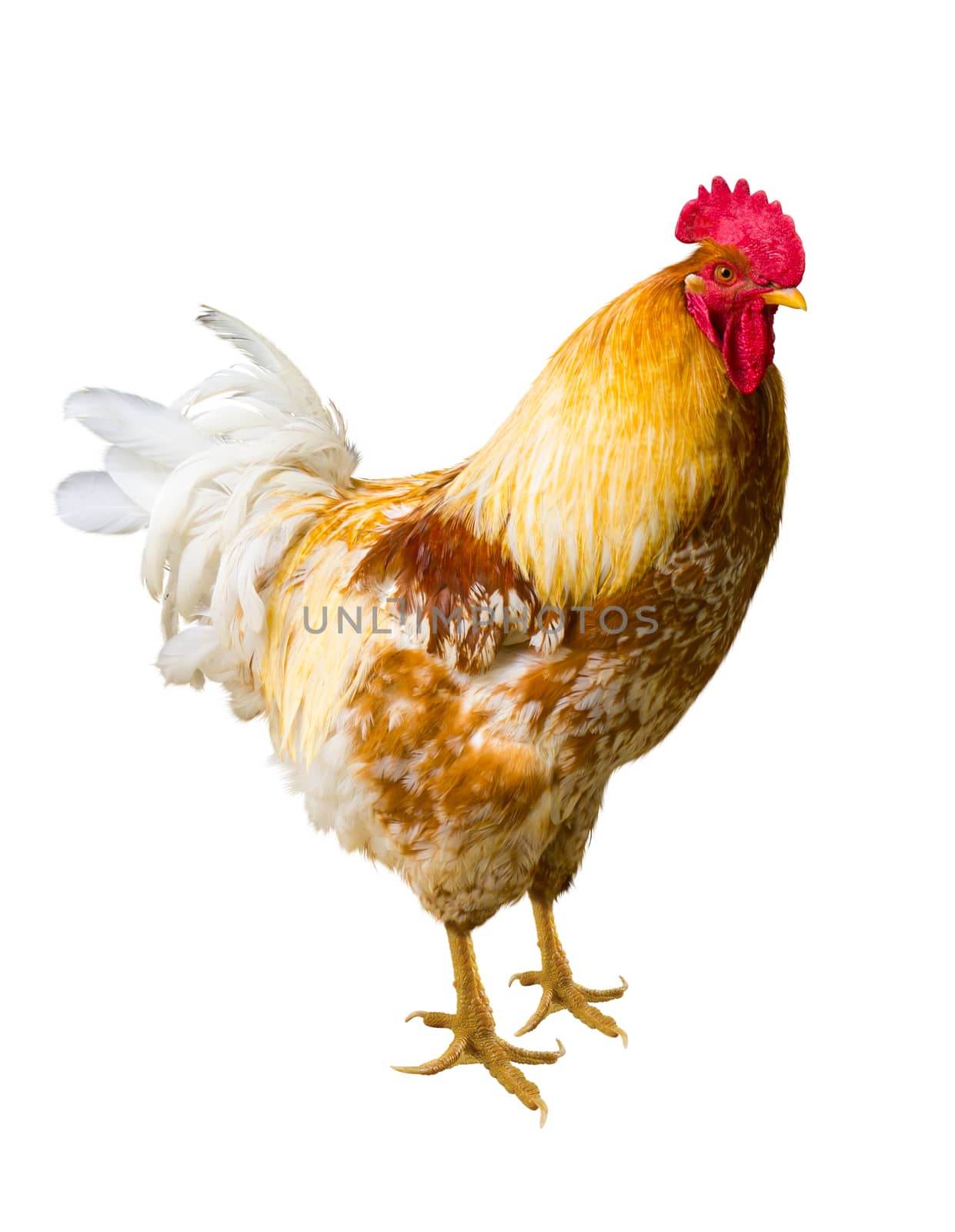 Beautiful Rooster isolated on white background.