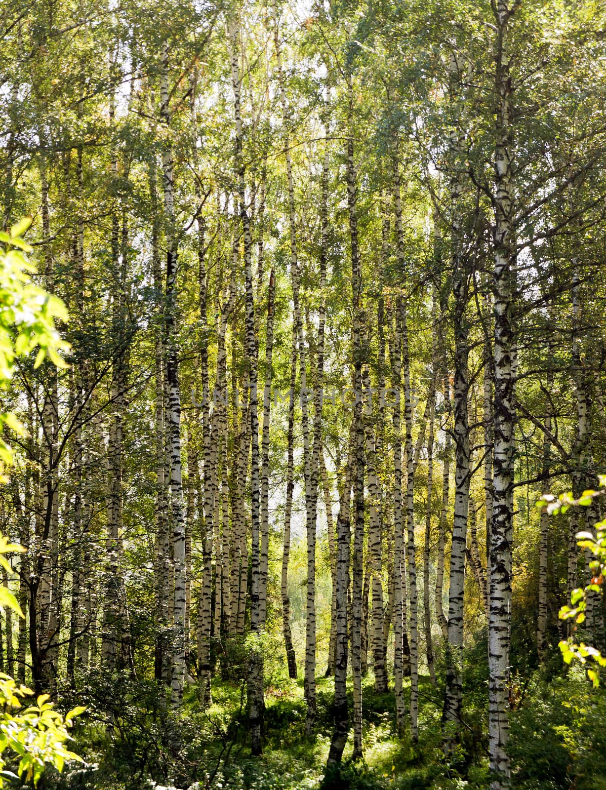 Birch and Aspens Trees by Venakr