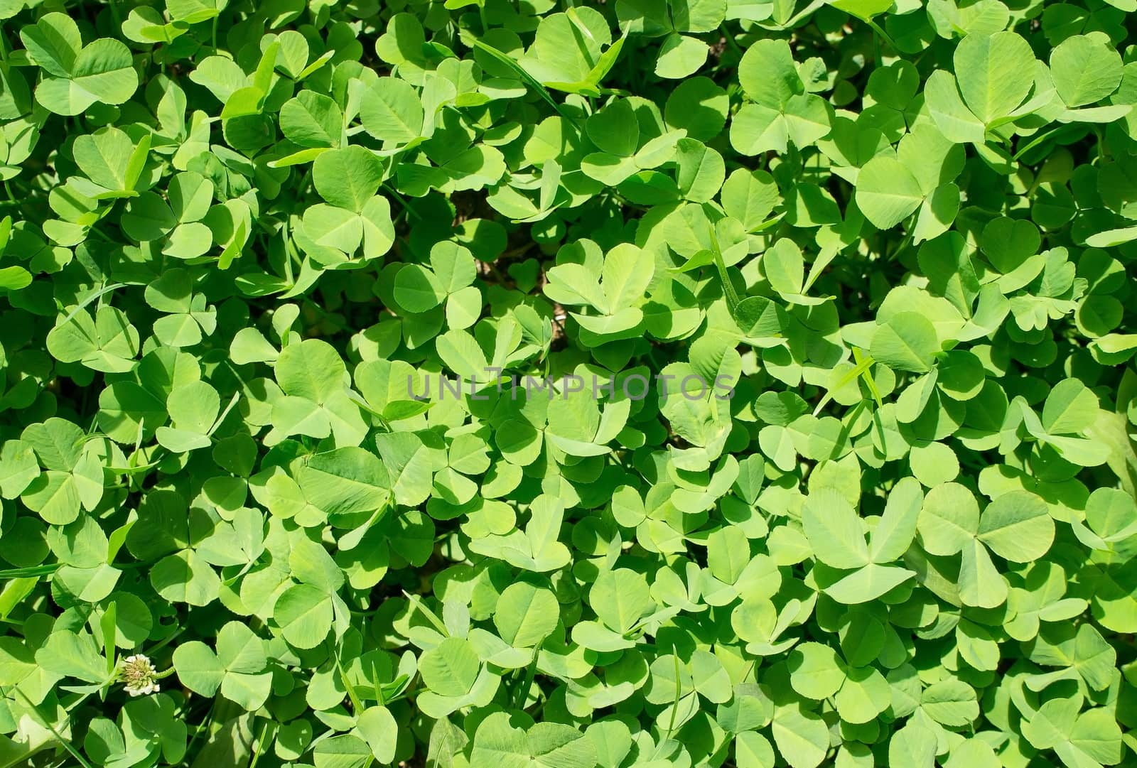 Closeup of spring fresh green clover plant background.