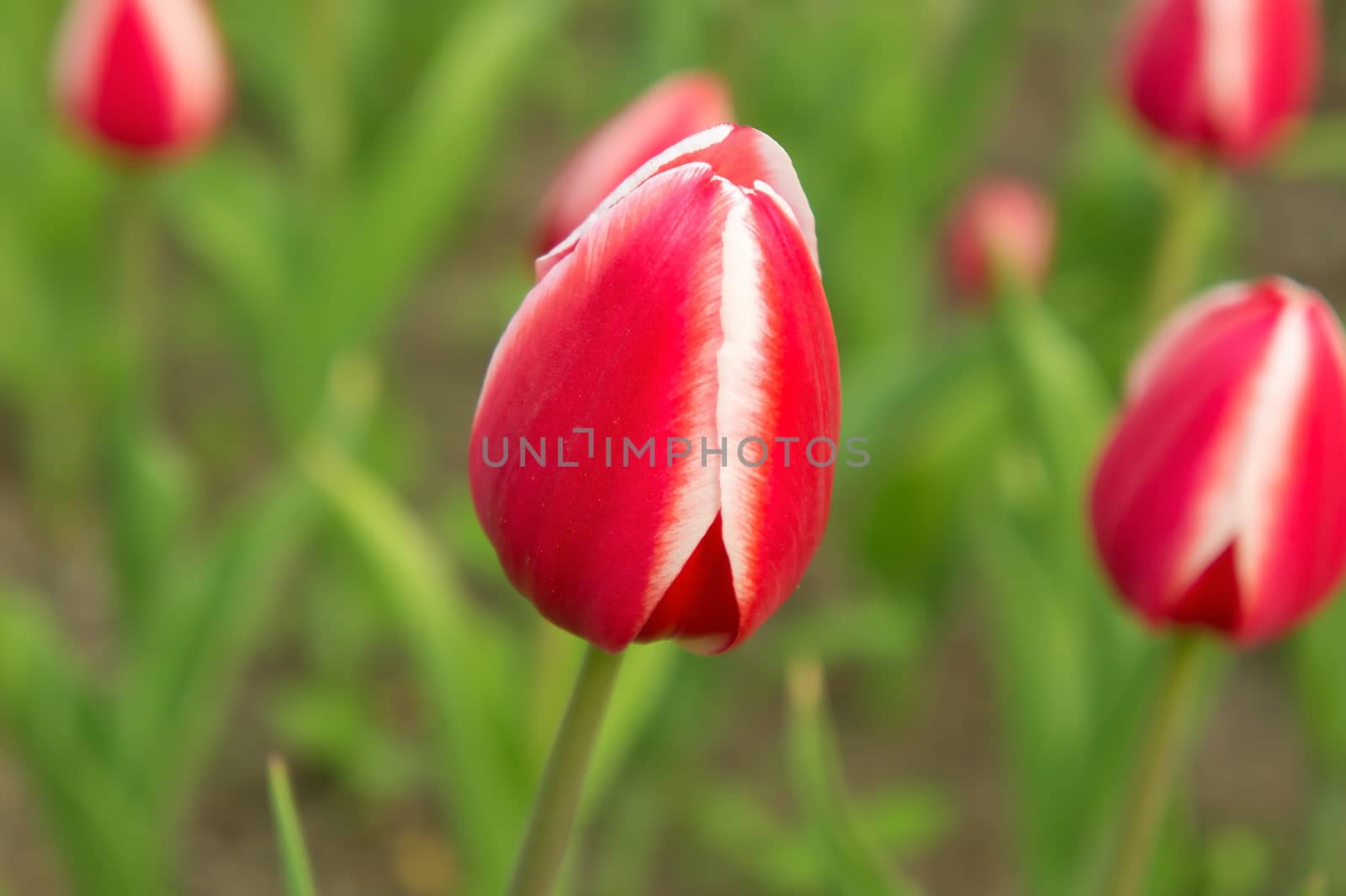 Beautiful red-white tulip in spring.