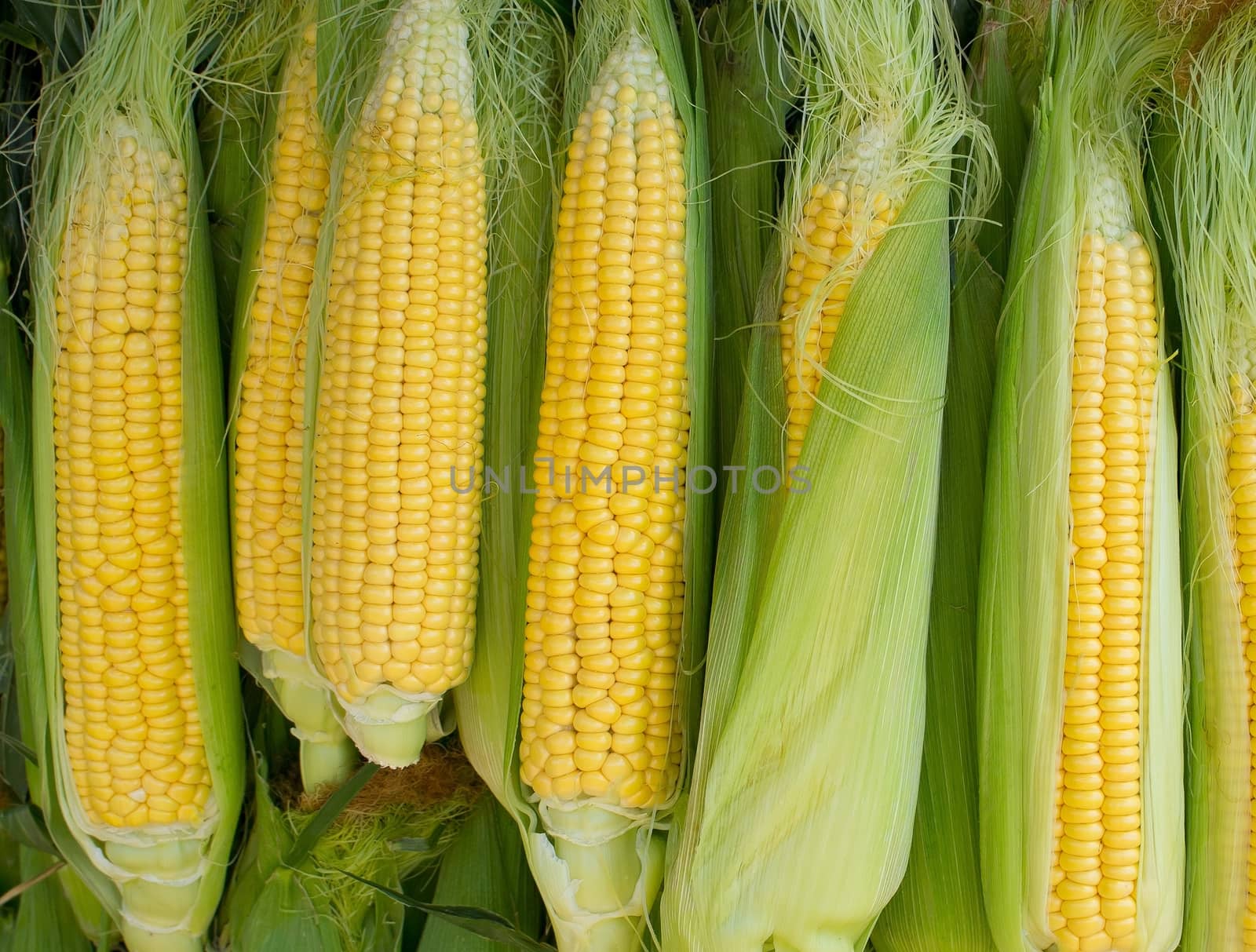 Corn background by Venakr