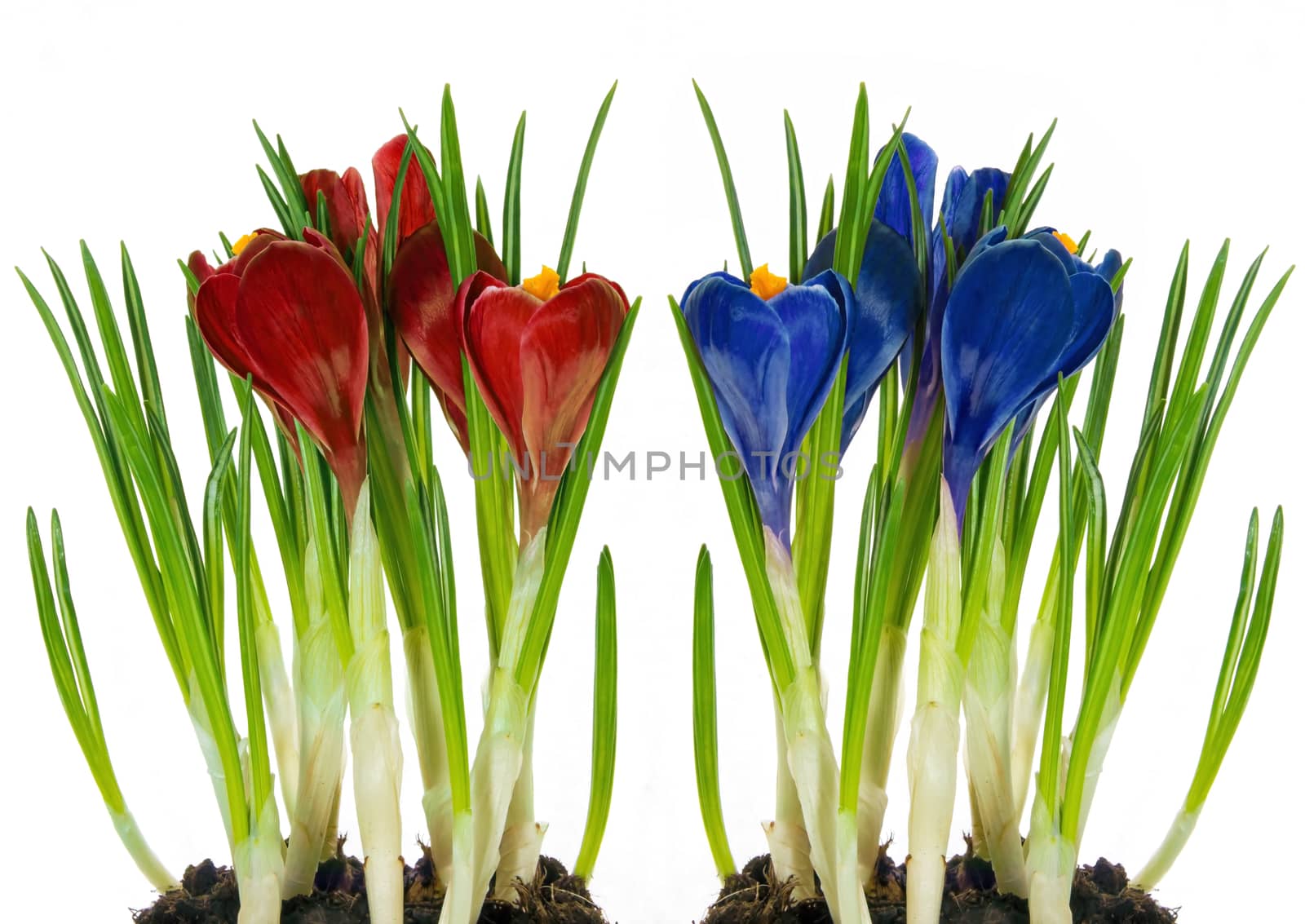 Red and blue crocus flowers in the spring isolated on white background.