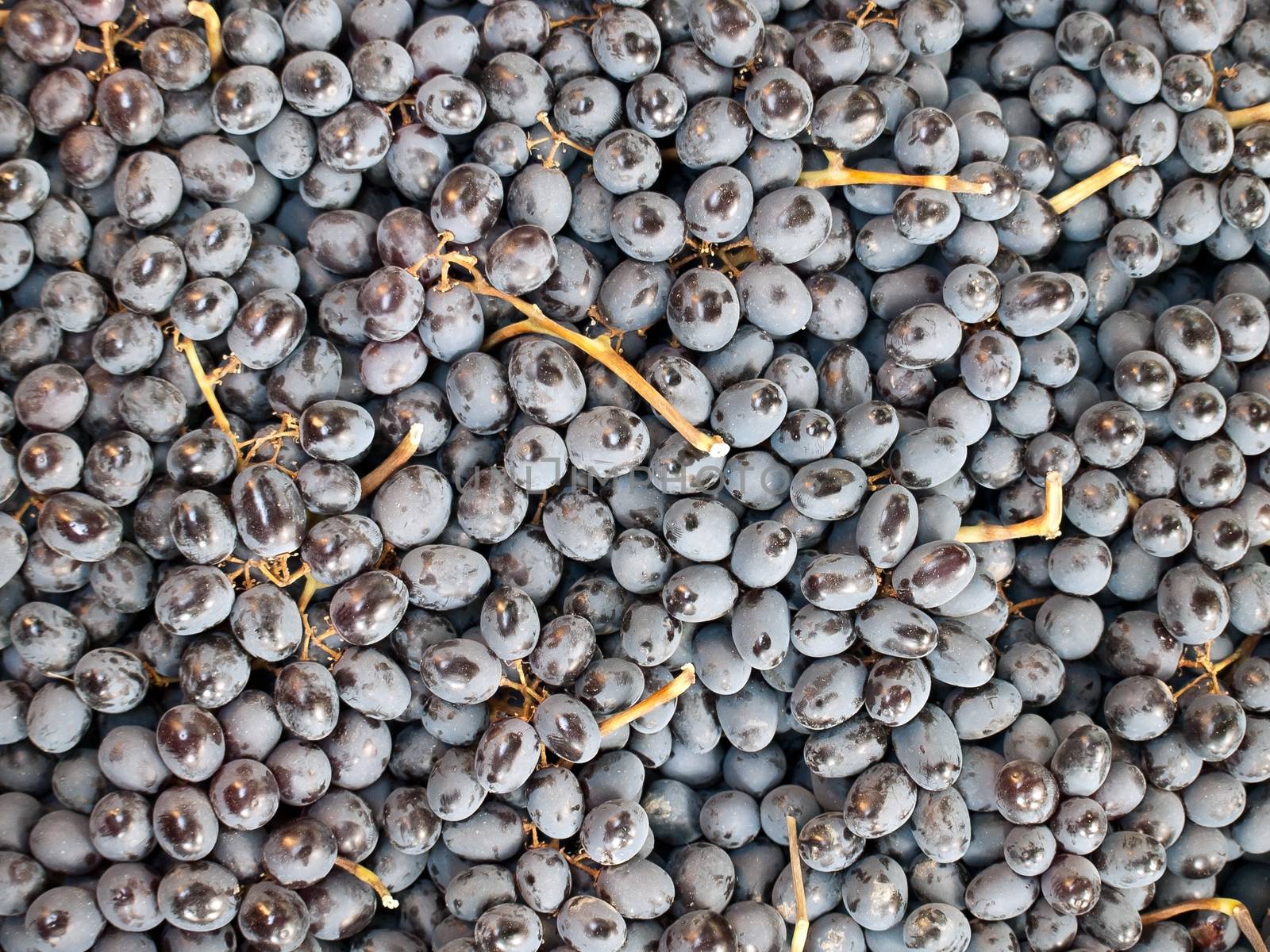 Background of freshly picked muscat grapes.