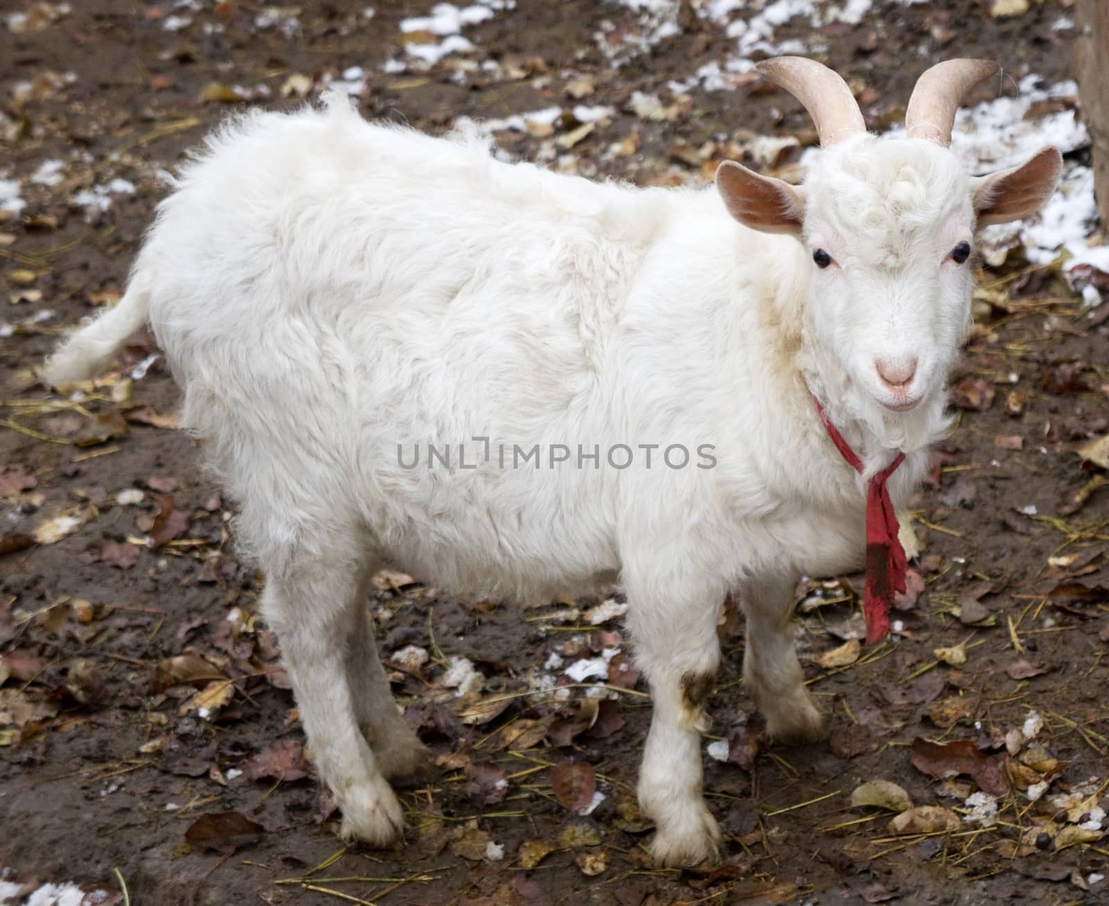 Farm animal - white goat standing up.