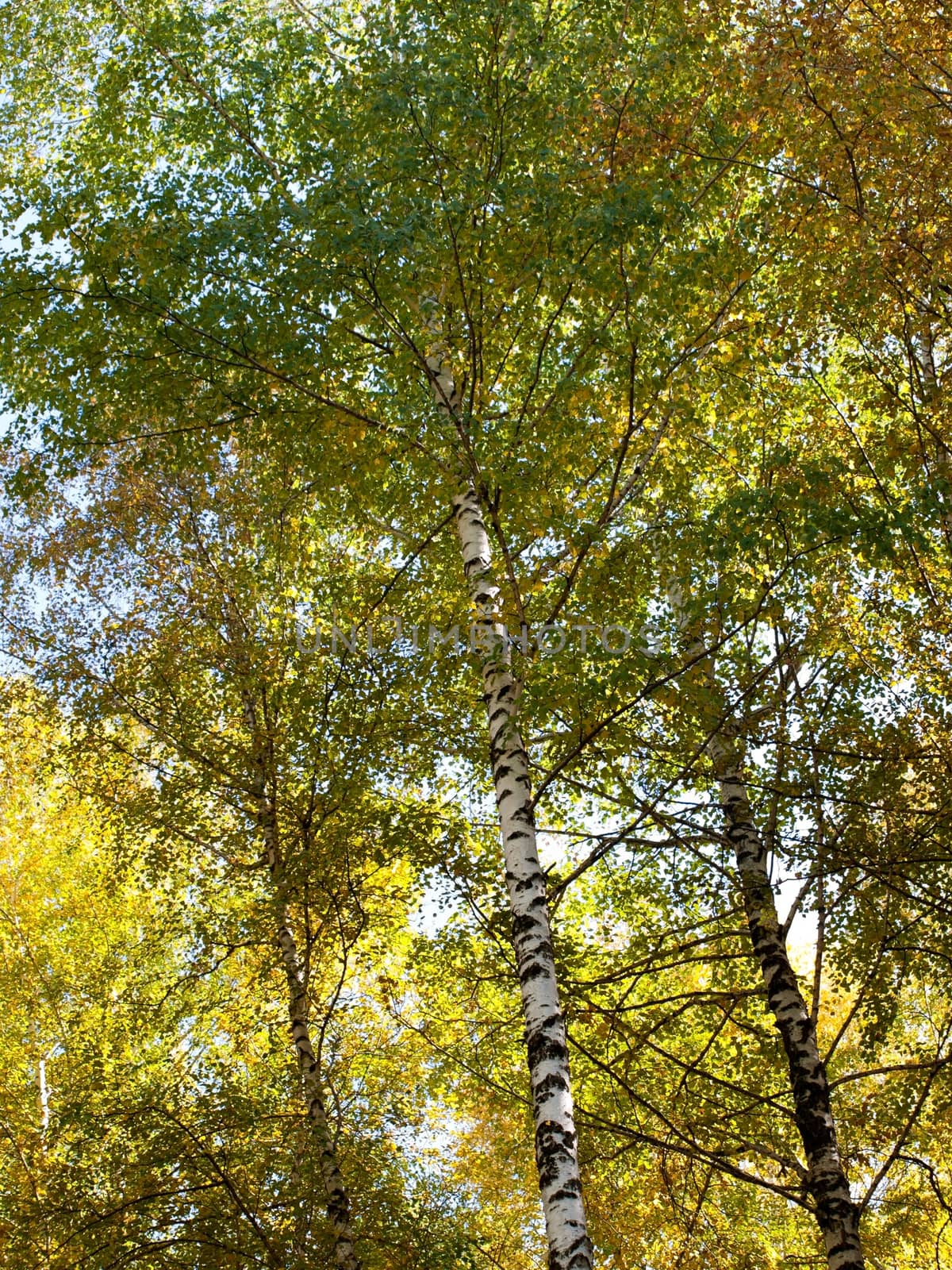 Birch and Aspens Trees by Venakr