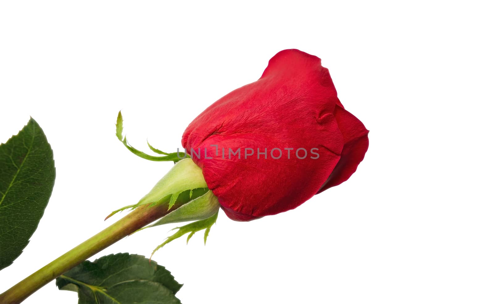 Red rose isolated on white background. Clipping path included.