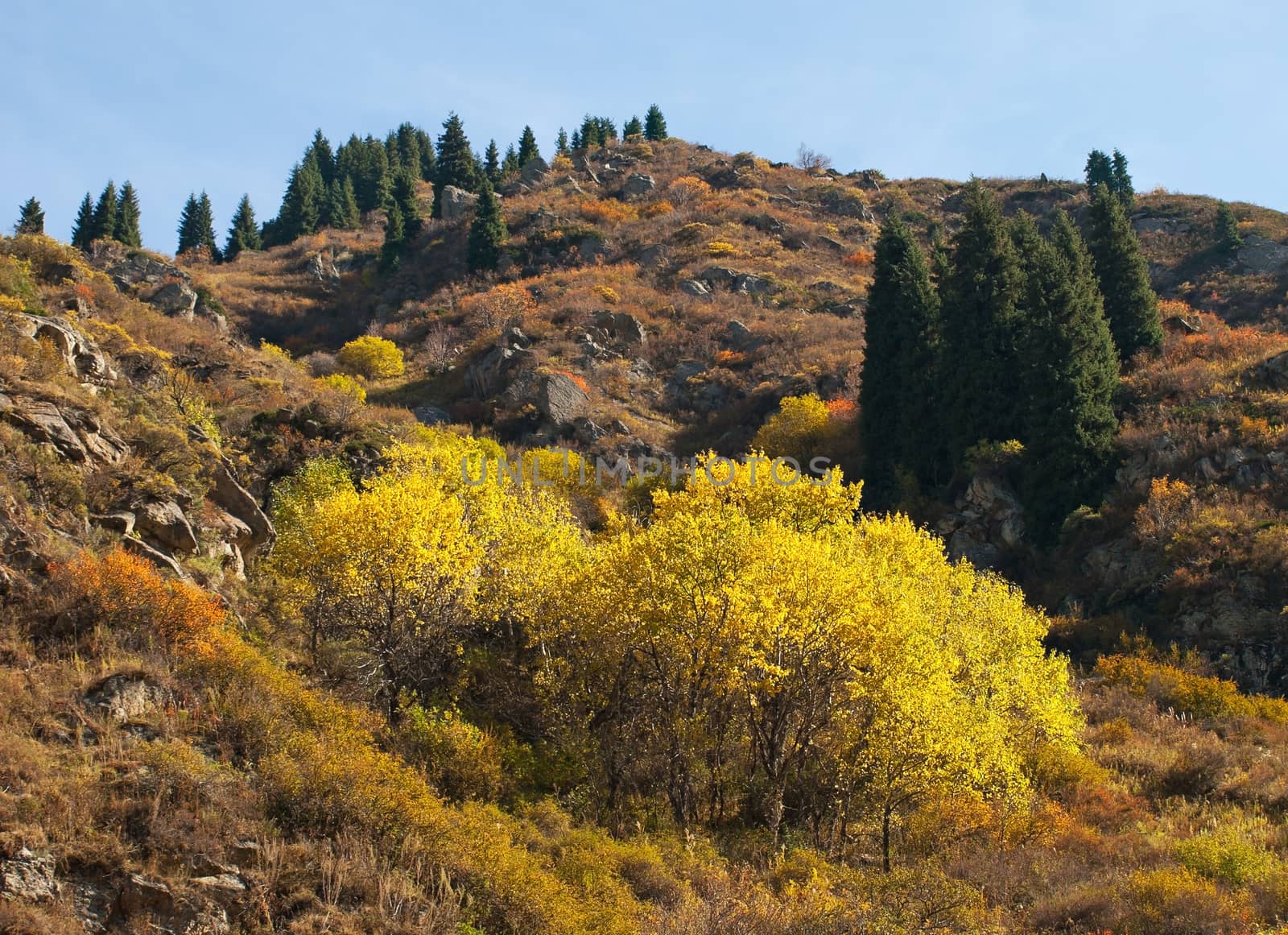 Birches yellow in alps by Venakr