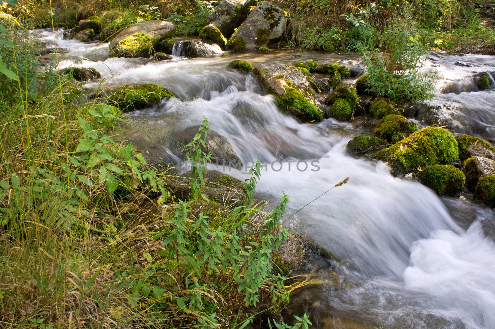 Forest stream running over mossy rocks in Alps