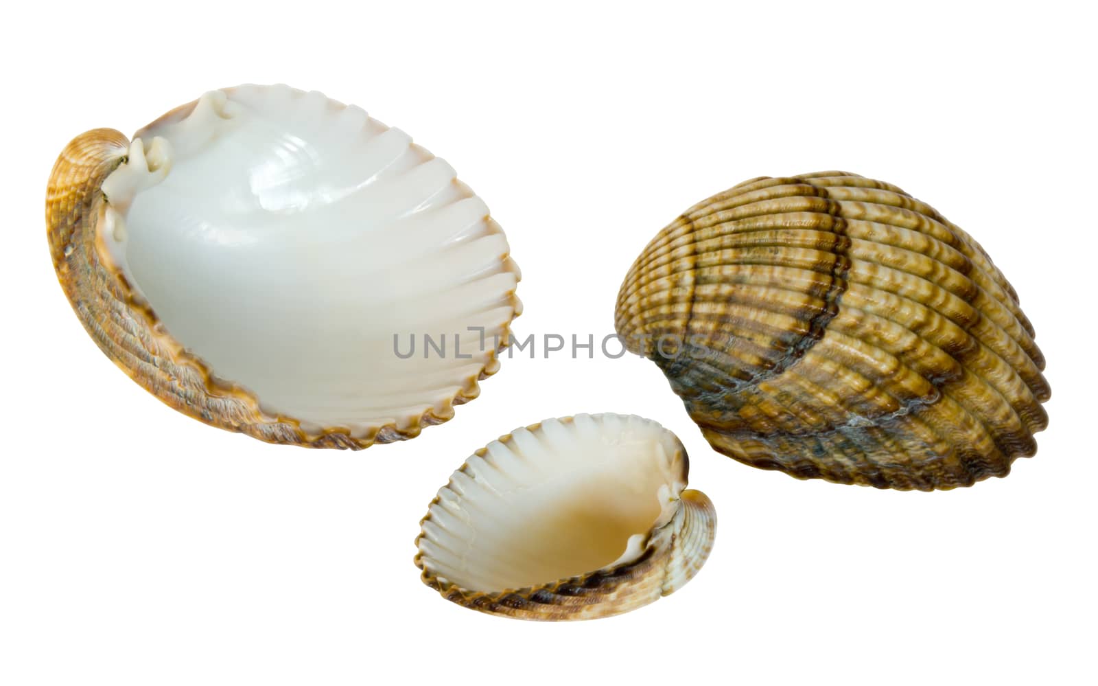 Sea shells isolated over white background. Clipping path.