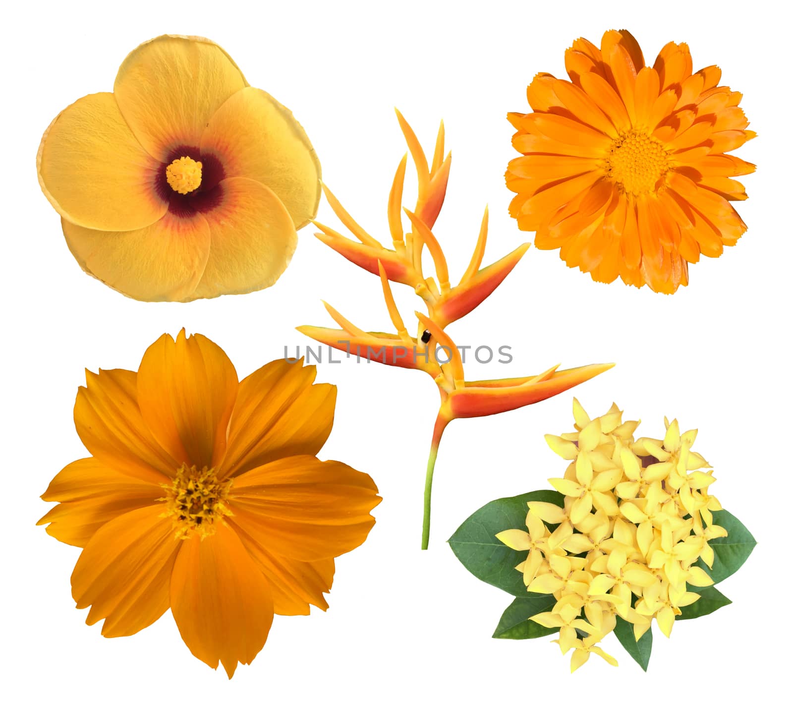 Set of beautiful yellow flowers  by Margolana